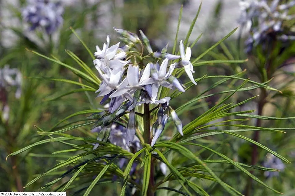 Arkansas Amsonia (Amsonia Hubrichtii) — It is remarkably adaptable but performs optimally in well-drained soil; this perennial reaches a height and spread of 2