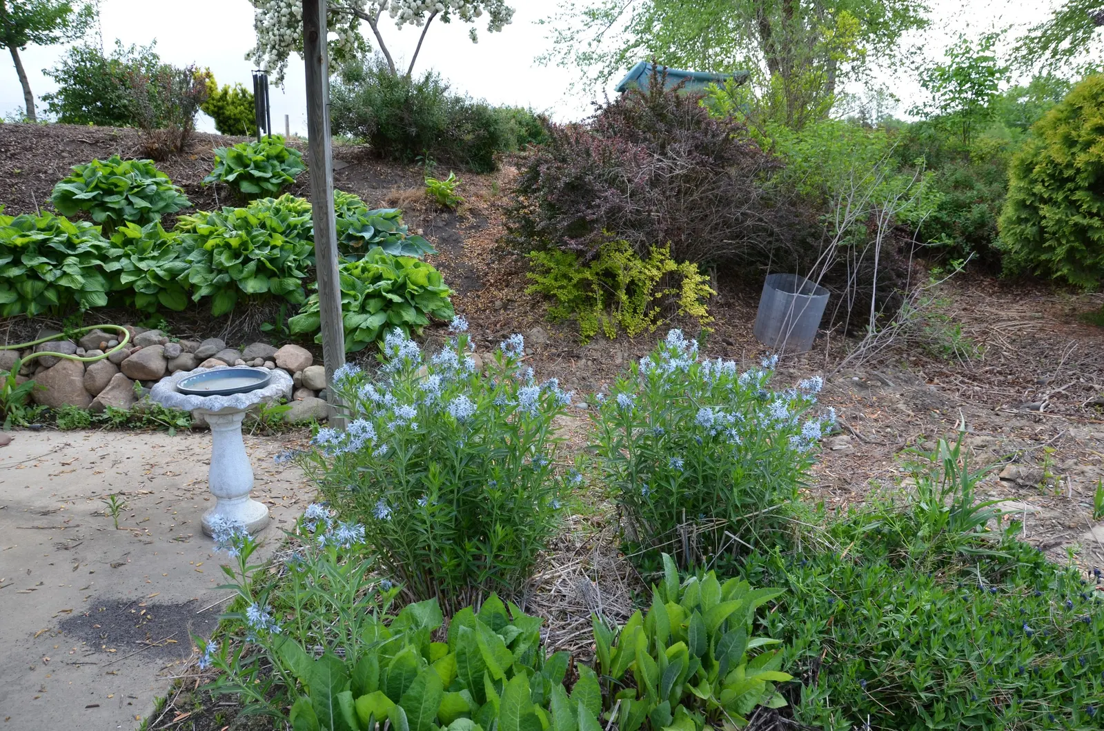 Arkansas Amsonia (Amsonia Hubrichtii) — mounded shape.<br><br>In the spring; making it a versatile addition to any landscape design