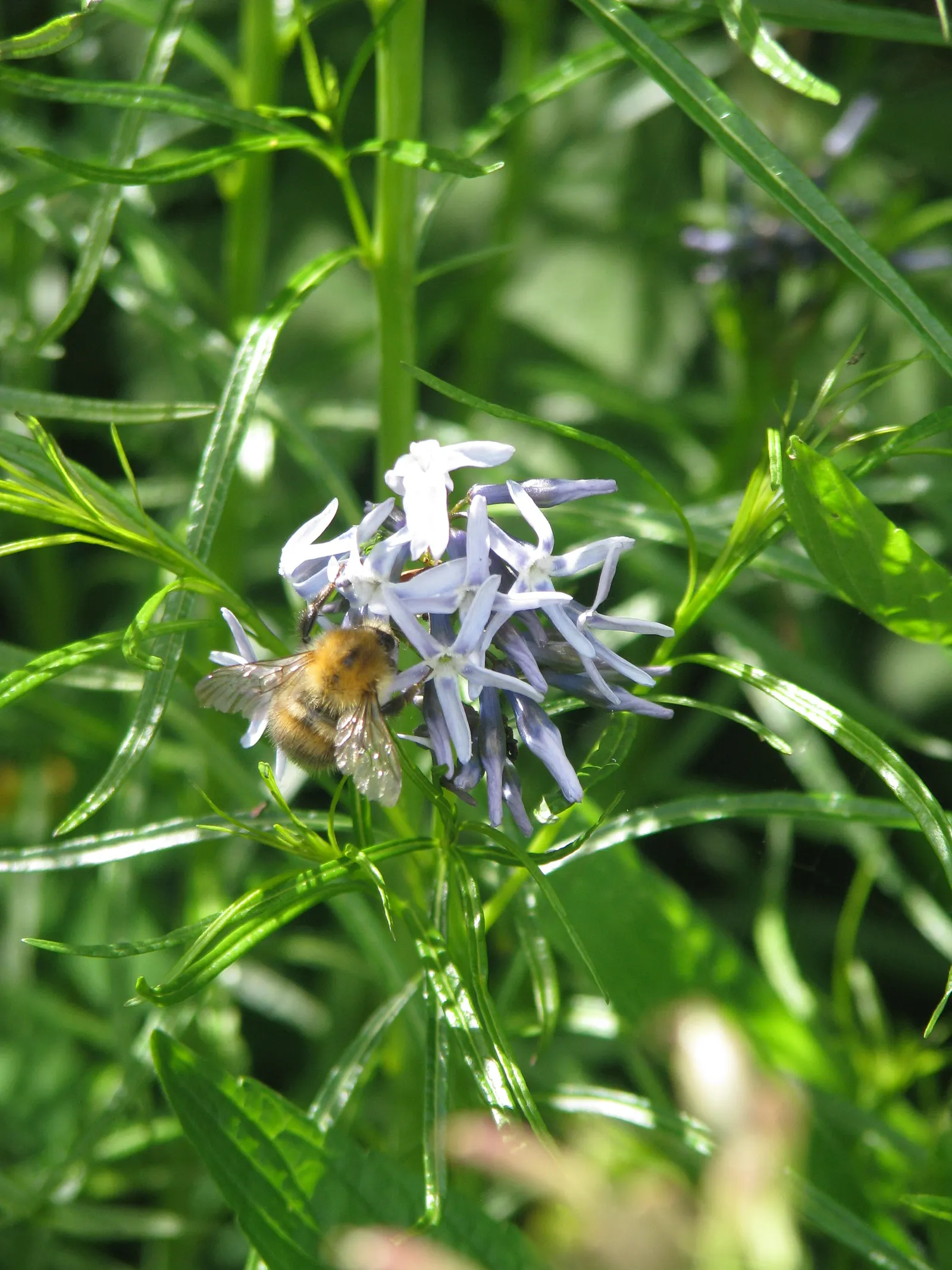 Arkansas Amsonia (Amsonia Hubrichtii) — The Arkansas Amsonia (Amsonia hubrichtii); in late spring, pale blue star-shaped blooms attract pollinators, image 49