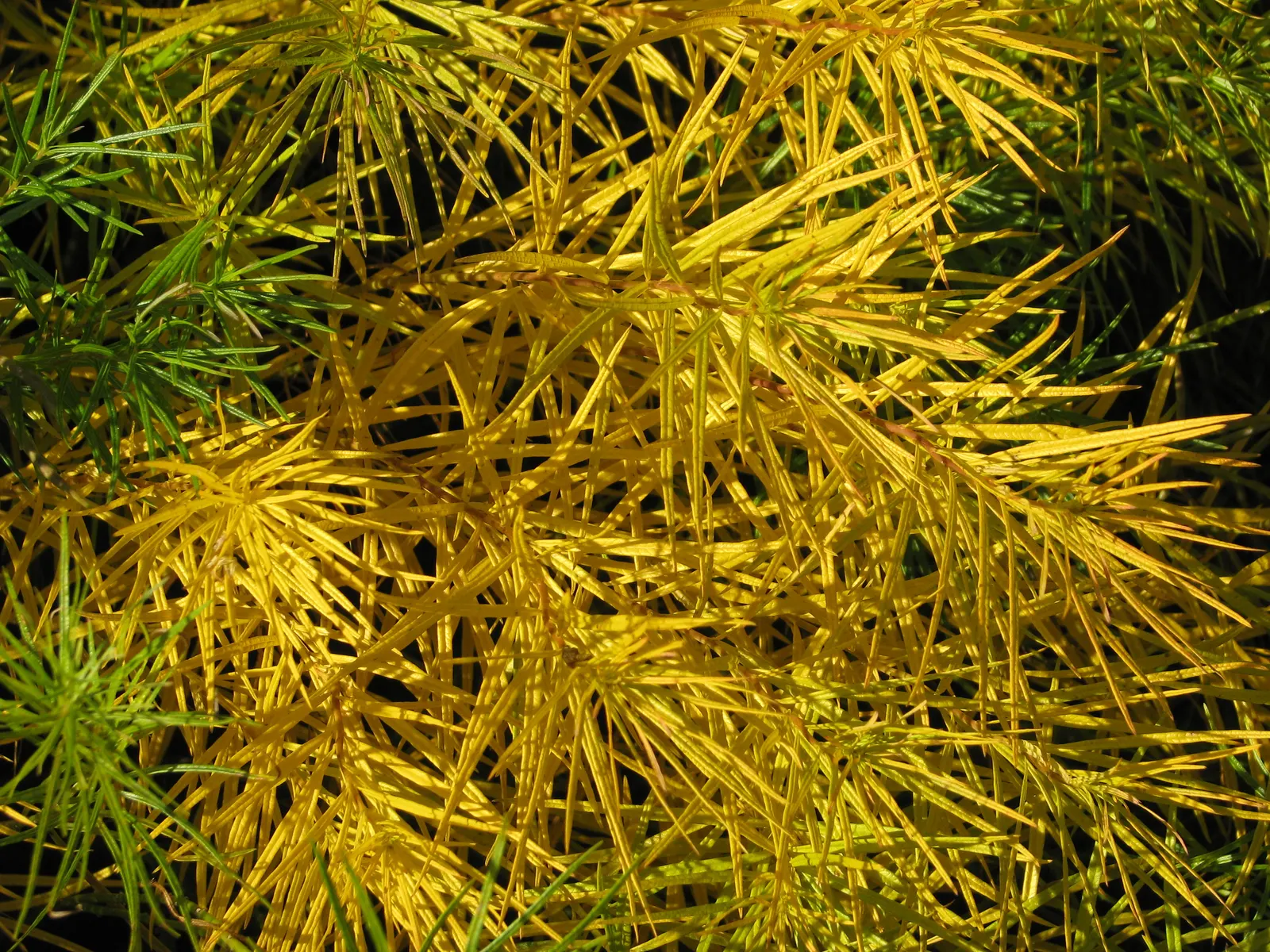 Arkansas Amsonia (Amsonia Hubrichtii) — perennial for full or half; its resilience and low maintenance make it a cherished addition for any garden enthusiast