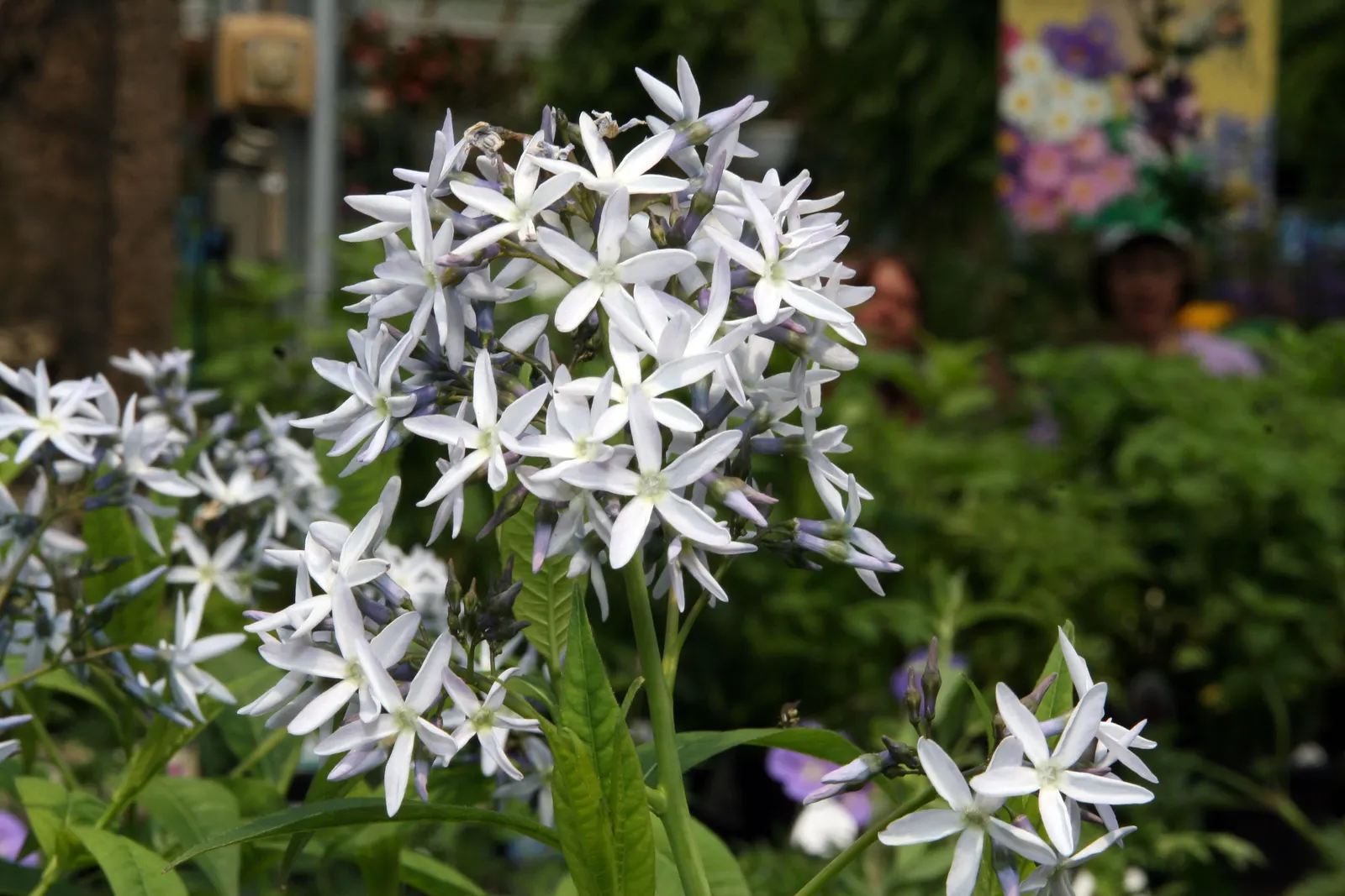 Arkansas Amsonia (Amsonia Hubrichtii) — These flowers create a light and airy display