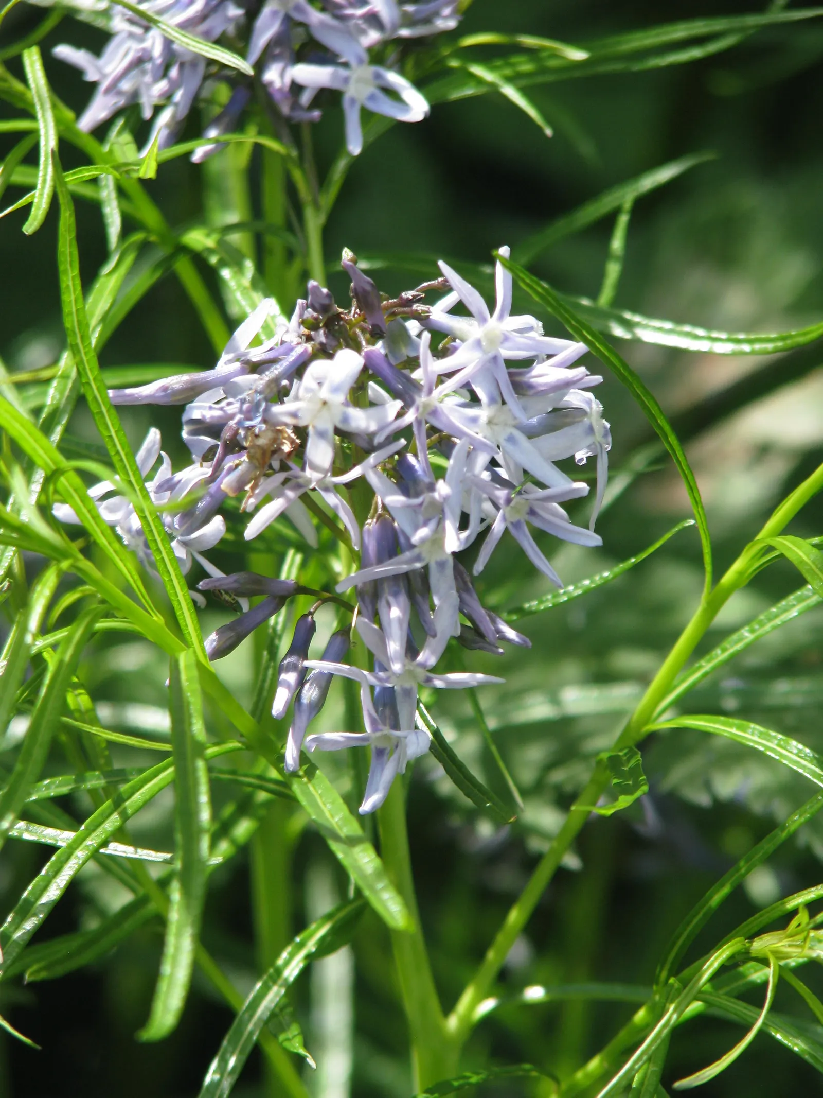 Arkansas Amsonia (Amsonia Hubrichtii) — perennial with blue blooms; these flowers create a light and airy display