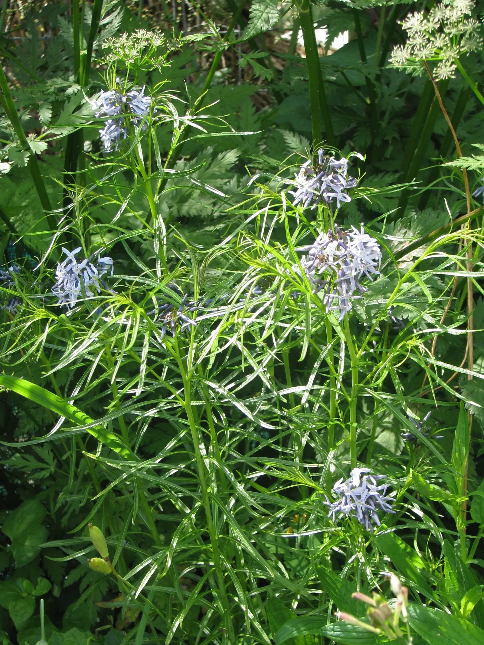 Arkansas Amsonia (Amsonia Hubrichtii) — Its foliage turns a brilliant golden-yellow