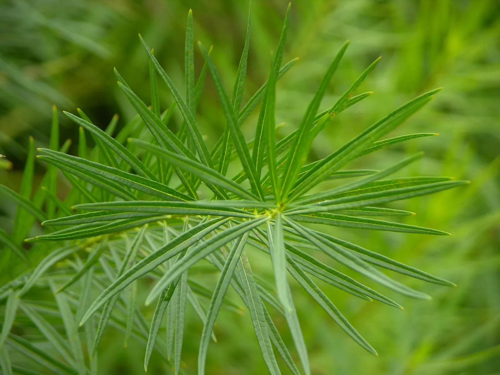 Arkansas Amsonia (Amsonia Hubrichtii) — It is remarkably adaptable but performs optimally in well-drained soil