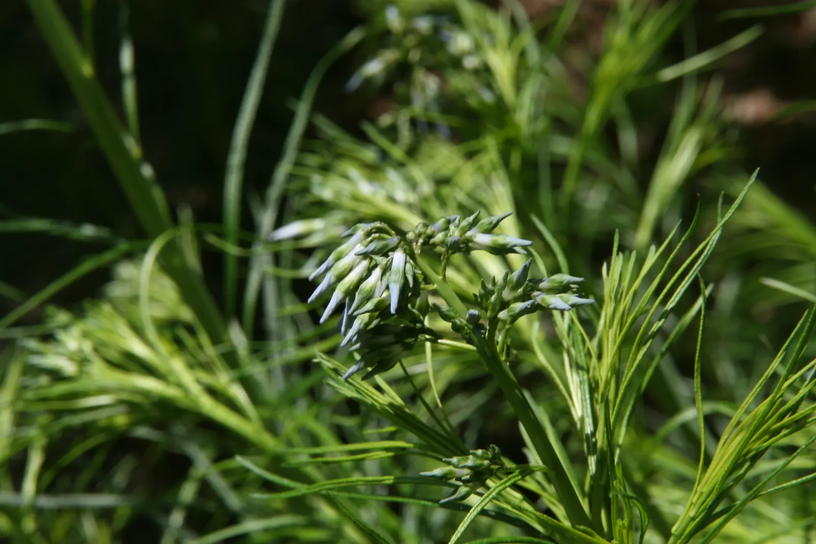 Arkansas Amsonia (Amsonia Hubrichtii) — it can tolerate some drought; scientifically named Amsonia hubrichtii