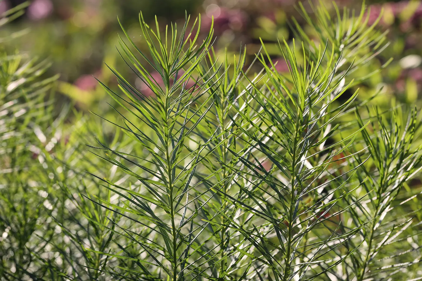 Arkansas Amsonia (Amsonia Hubrichtii) — perennial with blue blooms