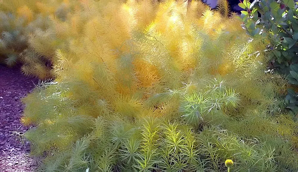 Arkansas Amsonia (Amsonia Hubrichtii) — blue flowers in the garden; requires minimal maintenance
