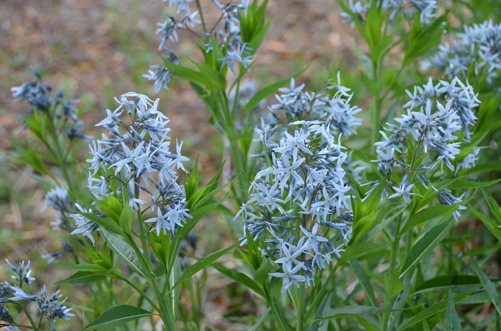 Arkansas Amsonia (Amsonia Hubrichtii) — The Arkansas Amsonia (Amsonia hubrichtii); in late spring, pale blue star-shaped blooms attract pollinators