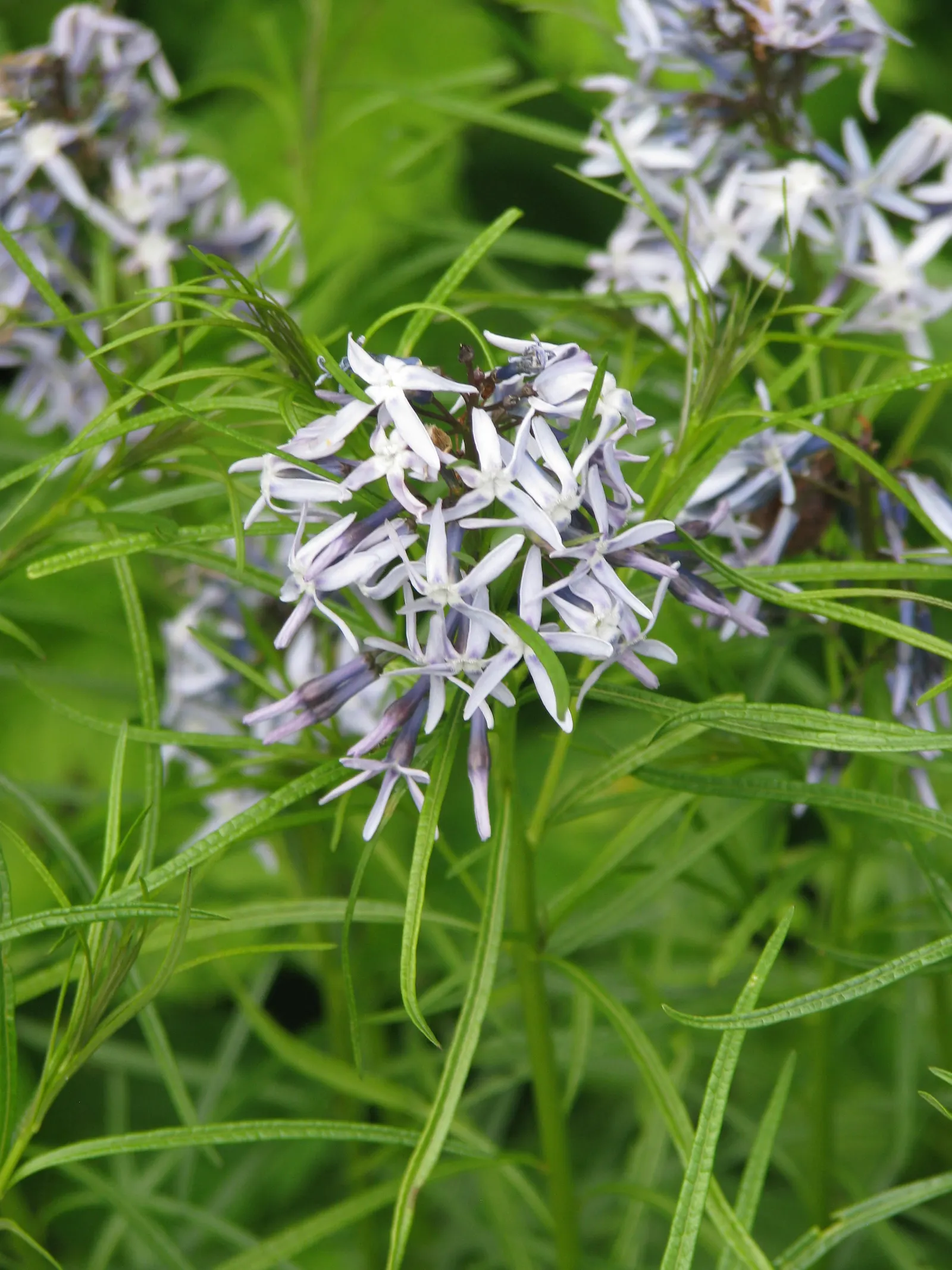 Arkansas Amsonia (Amsonia Hubrichtii) — and tolerates a range of soil conditions