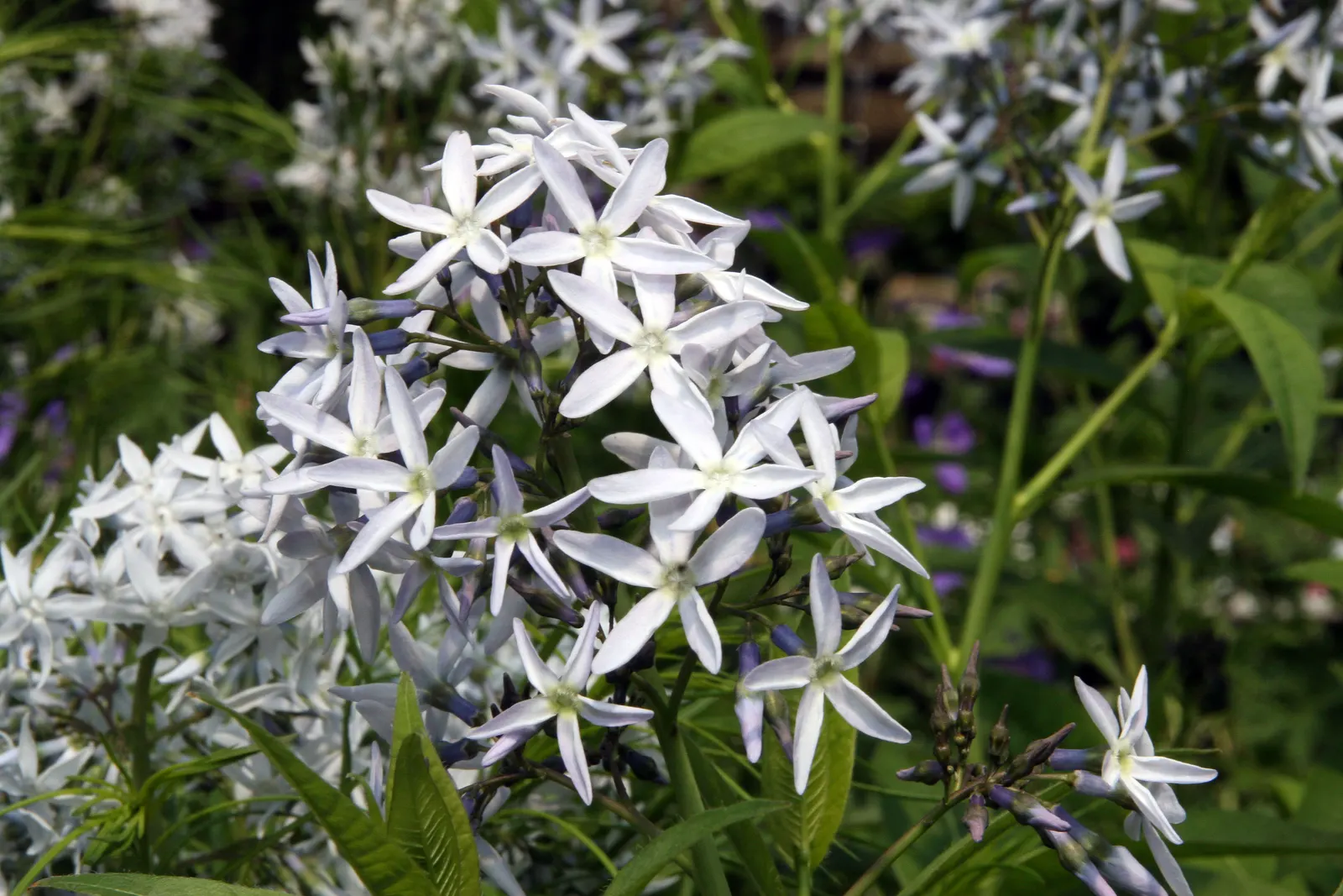Arkansas Amsonia (Amsonia Hubrichtii) — Noteworthy for its golden-yellow fall color