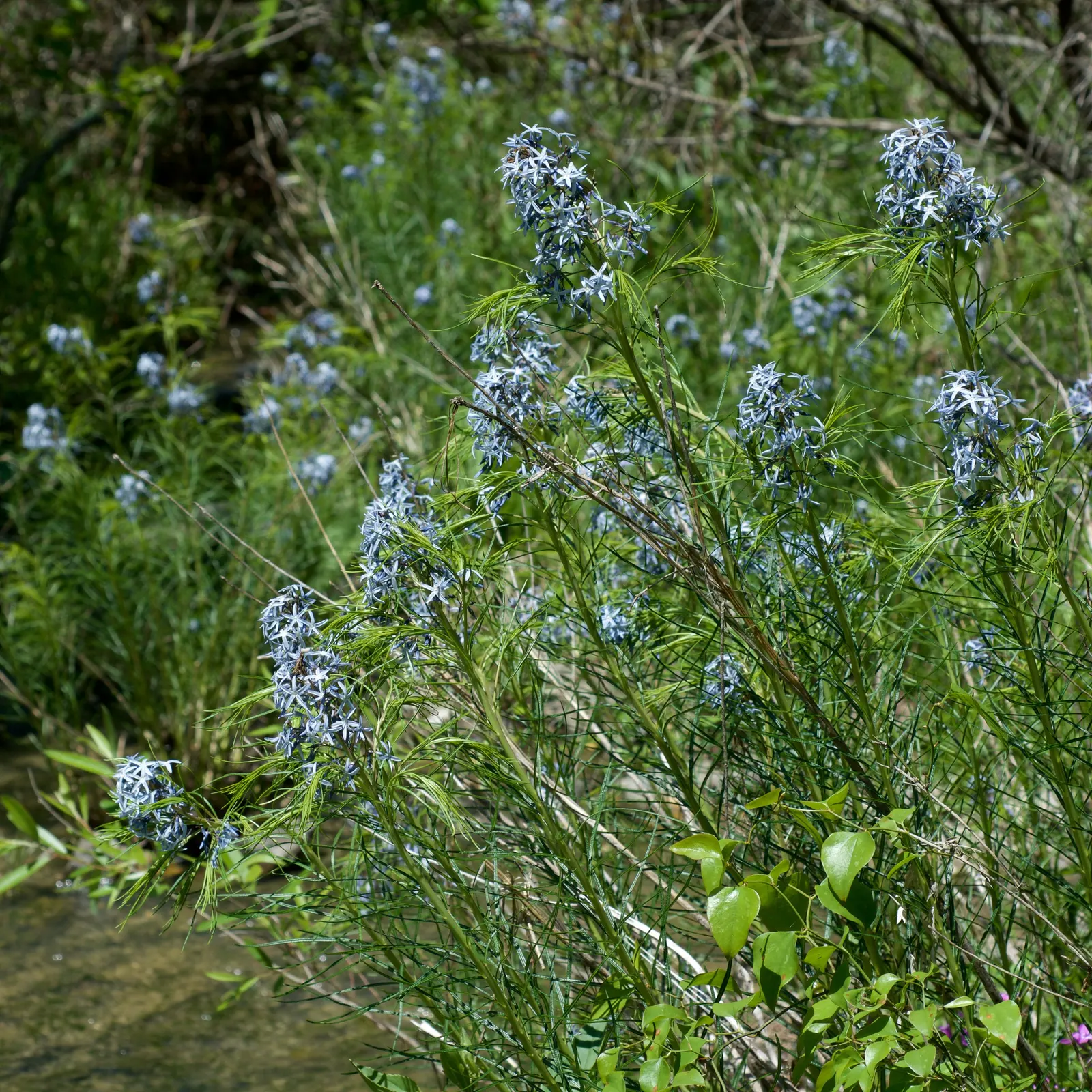 Arkansas Amsonia (Amsonia Hubrichtii) — making it a versatile addition to any landscape design; mounded shape.<br><br>In the spring