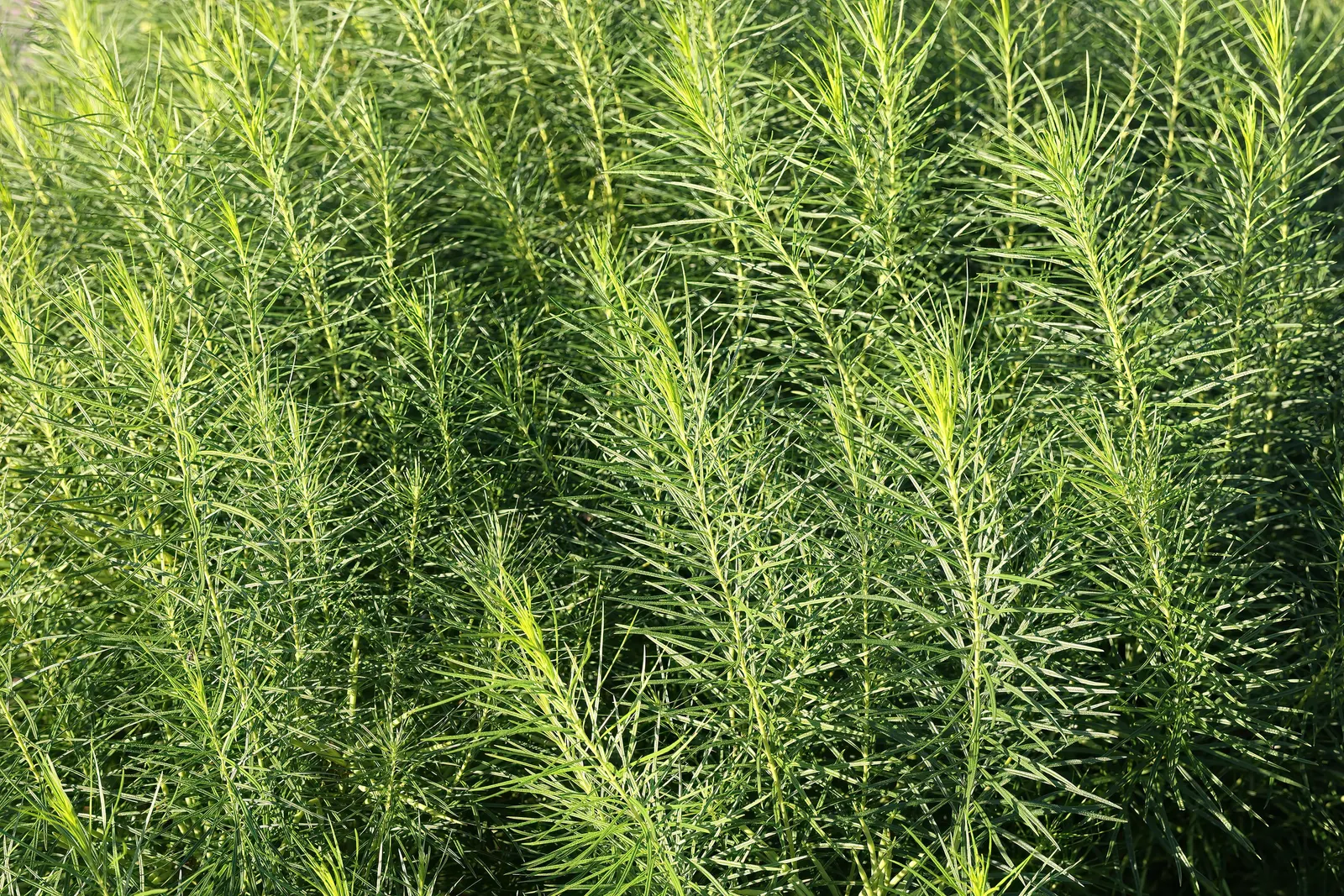 Arkansas Amsonia (Amsonia Hubrichtii) — preferring full sun to part shade conditions; arkansas Amsonia adds a sophisticated charm to any landscape design