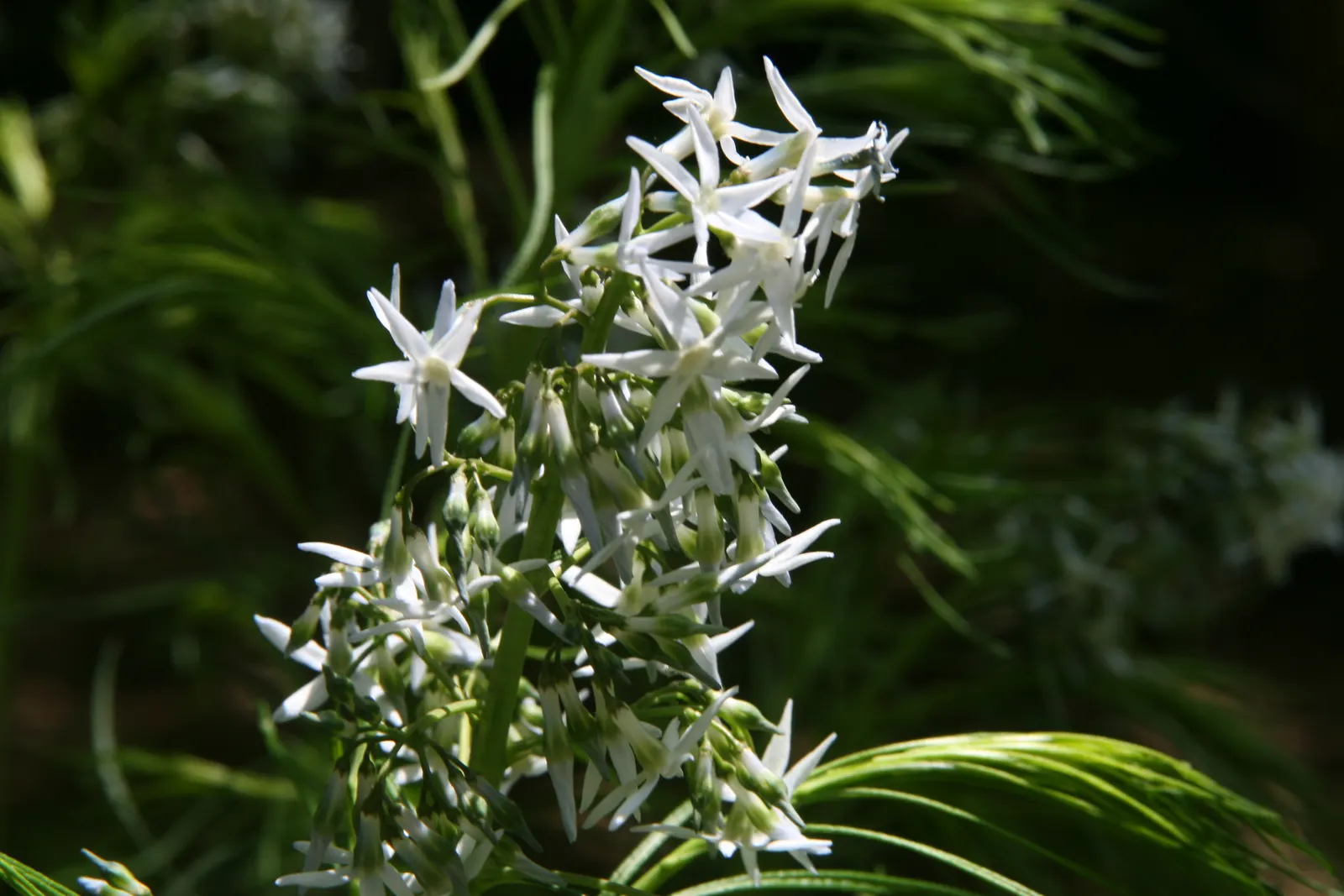 Arkansas Amsonia (Amsonia Hubrichtii) — it's hardy in zones 5 to 8; amsonia hubrichtii offers a stunning autumnal transition