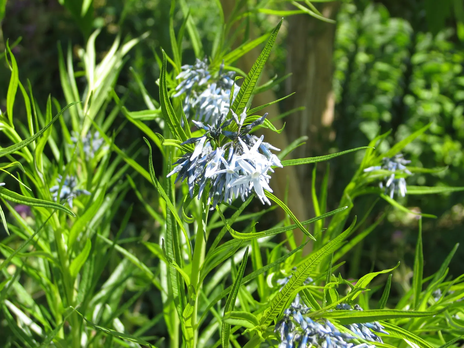 Arkansas Amsonia (Amsonia Hubrichtii) — In late spring, pale blue star-shaped blooms attract pollinators