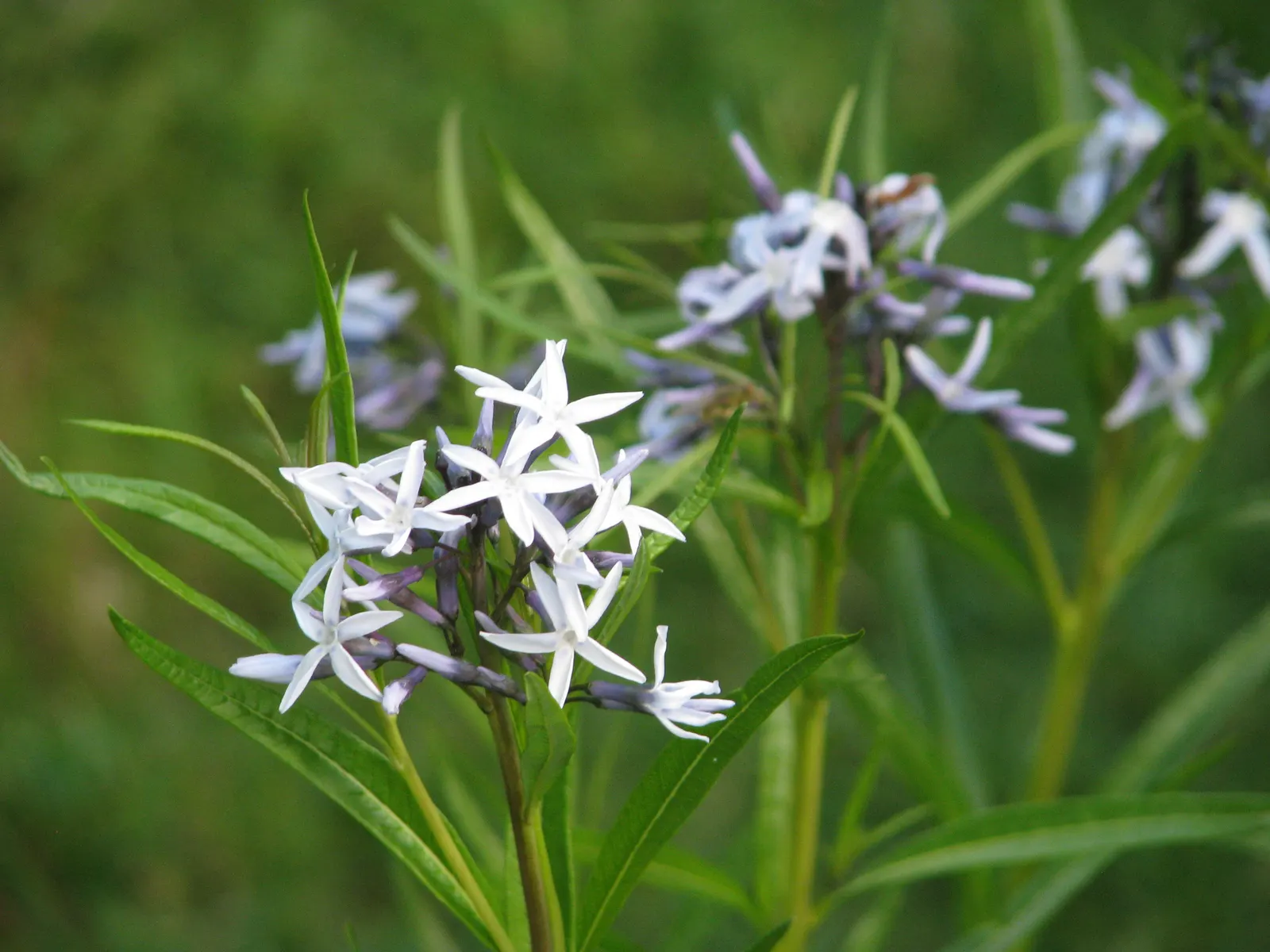 Arkansas Amsonia (Amsonia Hubrichtii) — Arkansas Amsonia adds a sophisticated charm to any landscape design; preferring full sun to part shade conditions