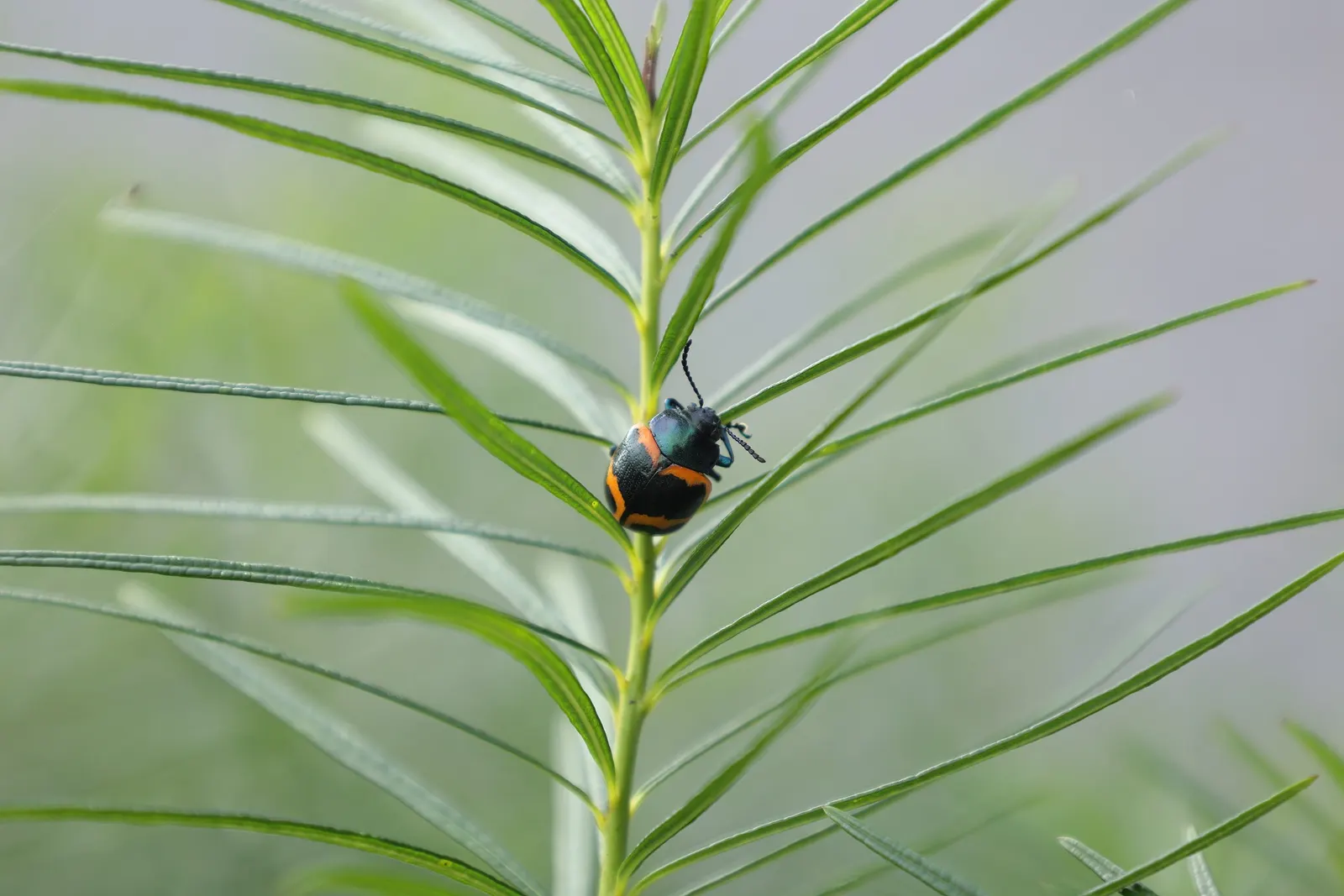 Arkansas Amsonia (Amsonia Hubrichtii) — requires minimal maintenance; blue flowers in the garden