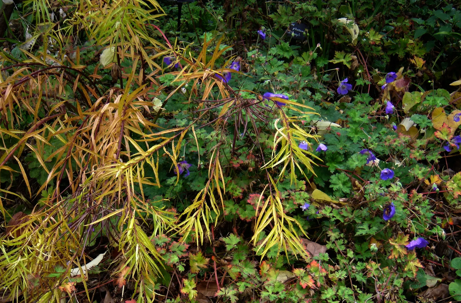 Arkansas Amsonia (Amsonia Hubrichtii) — Its resilience and low maintenance make it a cherished addition for any garden enthusiast; perennial for full or half