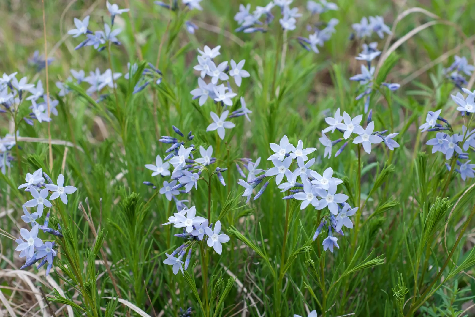 Arkansas Amsonia (Amsonia Hubrichtii) — Arkansas Amsonia adds a sophisticated charm to any landscape design