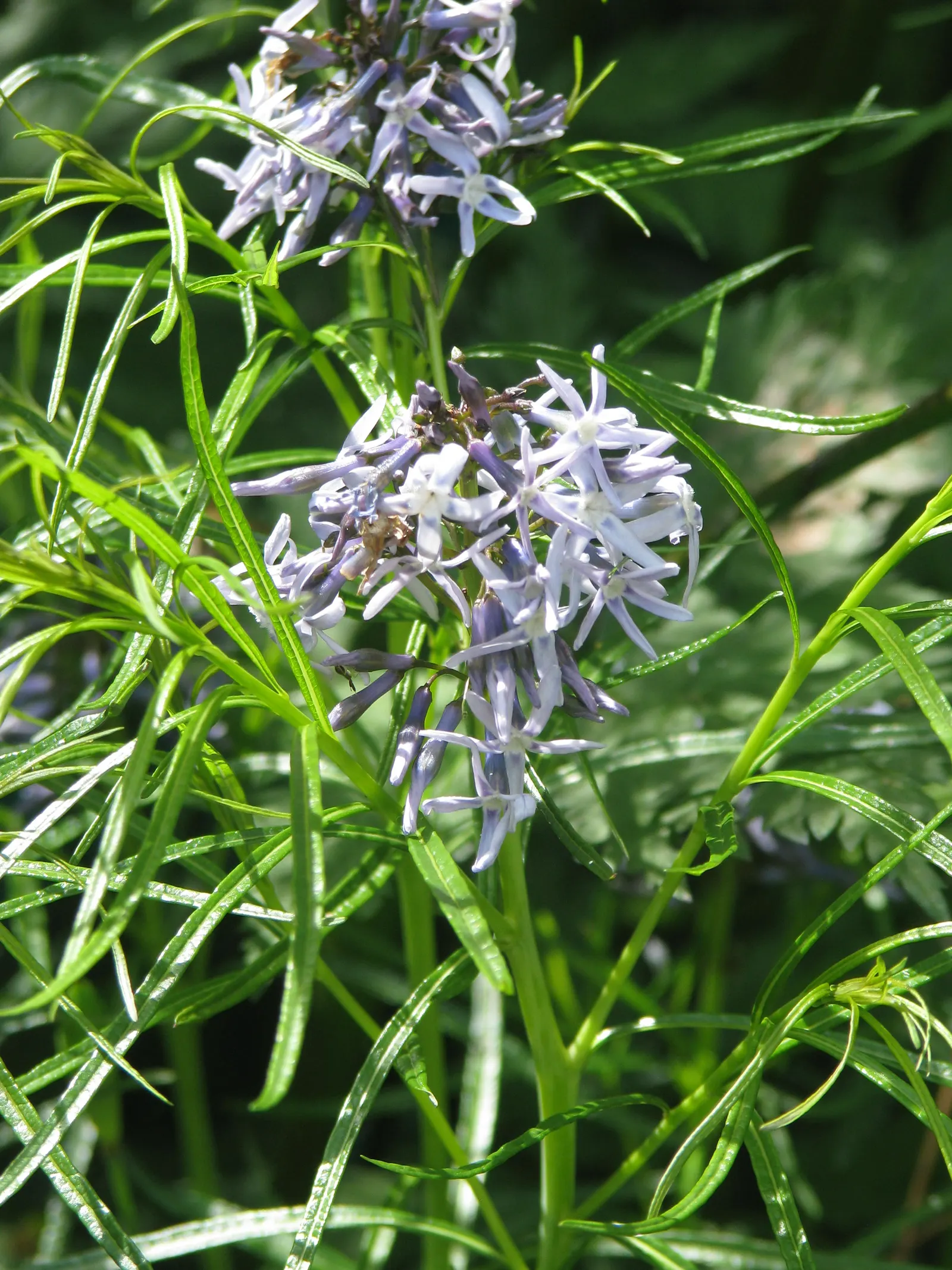 Arkansas Amsonia (Amsonia Hubrichtii) — requires minimal maintenance