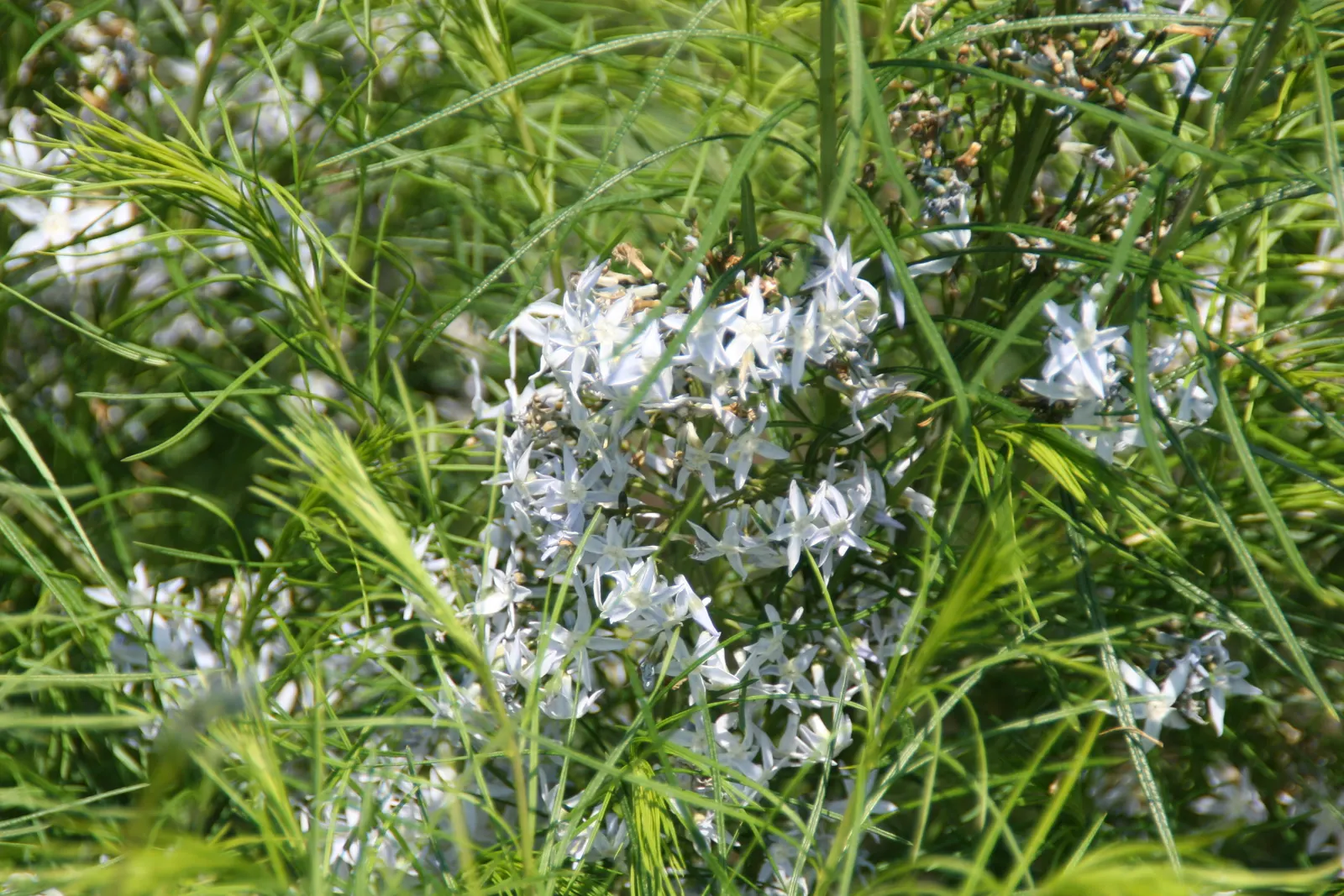 Arkansas Amsonia (Amsonia Hubrichtii) — Amsonia hubrichtii offers a stunning autumnal transition