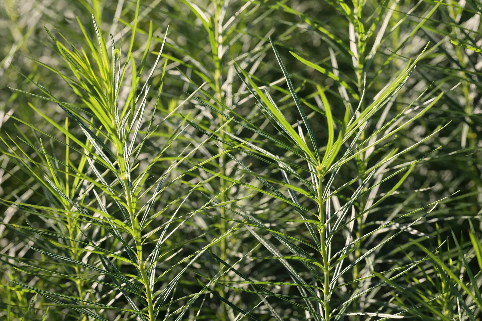Arkansas Amsonia (Amsonia Hubrichtii) — perennial for full or half