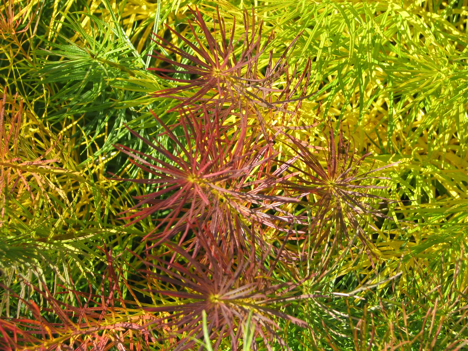 Arkansas Amsonia (Amsonia Hubrichtii) — scientifically named Amsonia hubrichtii; it can tolerate some drought