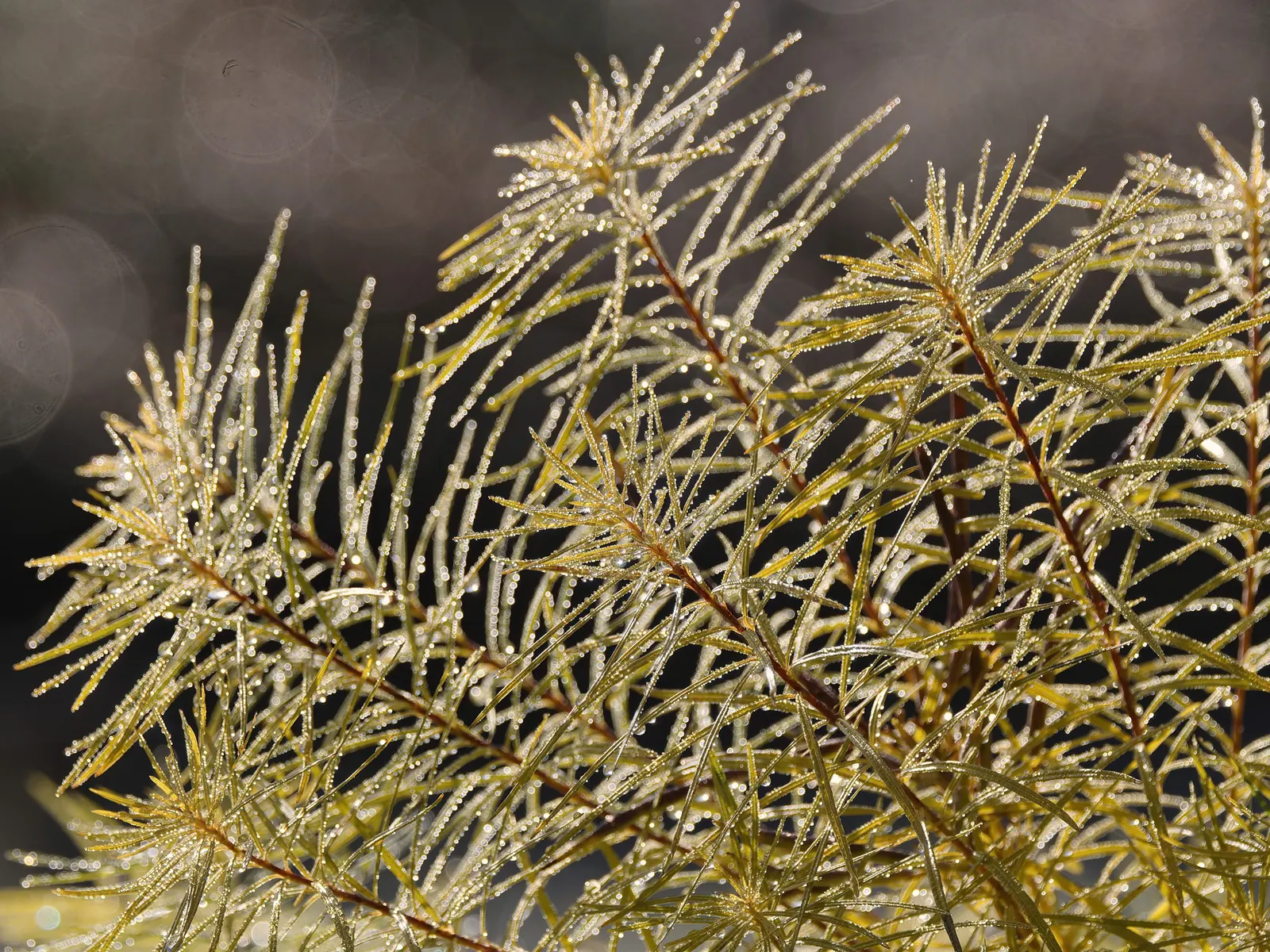Arkansas Amsonia (Amsonia Hubrichtii) — thrives in full sun to part shade
