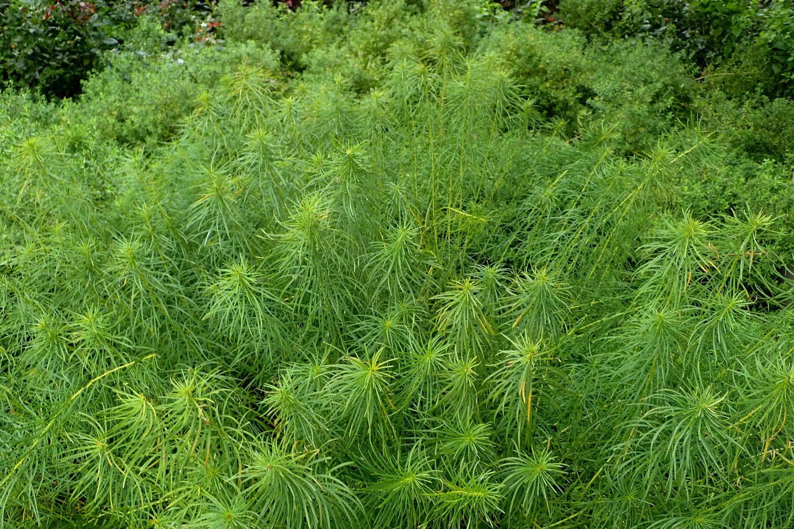 Arkansas Amsonia (Amsonia Hubrichtii) — The Arkansas Amsonia (Amsonia hubrichtii)