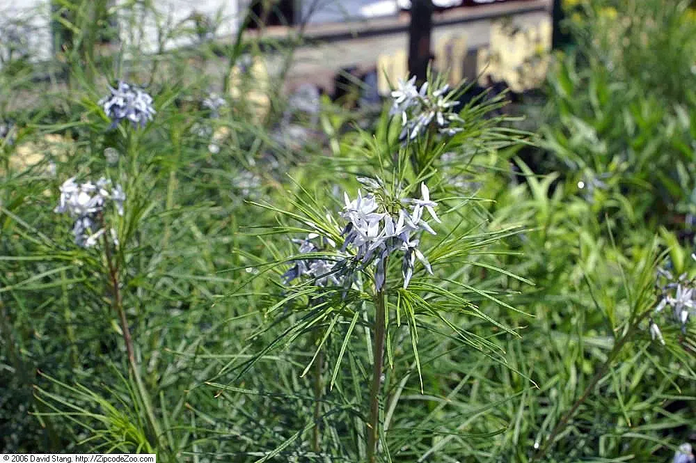 Arkansas Amsonia (Amsonia Hubrichtii) — each bloom measuring about three-quarters of an inch across; its foliage turns a brilliant golden-yellow
