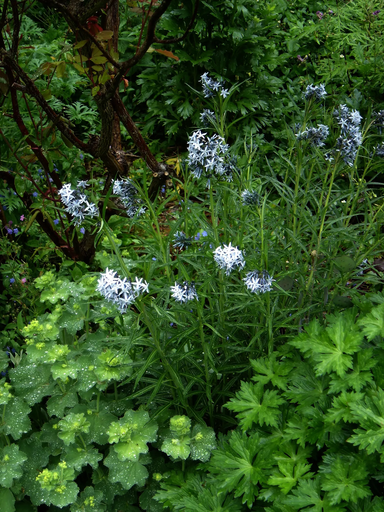 Arkansas Amsonia (Amsonia Hubrichtii) — Noteworthy for its golden-yellow fall color; and tolerates a range of soil conditions