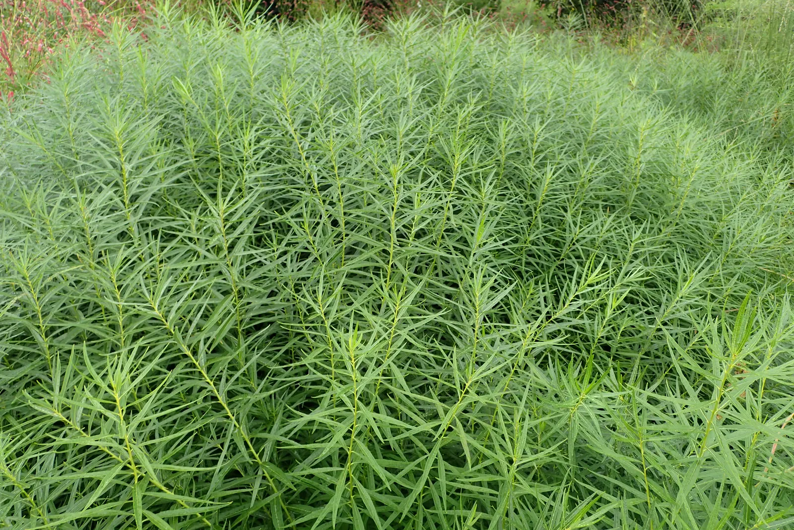 Arkansas Amsonia (Amsonia Hubrichtii) — thrives in full sun to part shade; is a perennial that brings a delicate and feathery texture to your garden with its