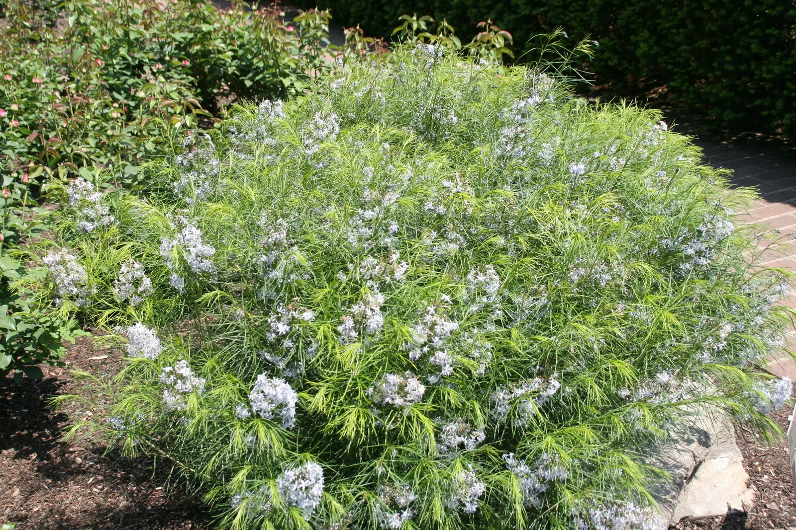 Arkansas Amsonia (Amsonia Hubrichtii) — it's hardy in zones 5 to 8