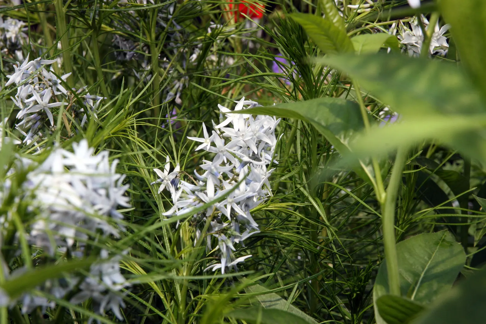 Arkansas Amsonia (Amsonia Hubrichtii) — making it a versatile addition to any landscape design