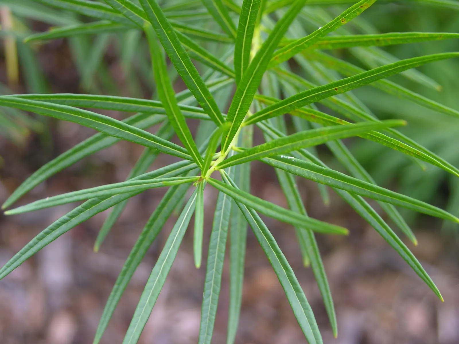 Arkansas Amsonia (Amsonia Hubrichtii) — In late spring, pale blue star-shaped blooms attract pollinators; the Arkansas Amsonia (Amsonia hubrichtii)