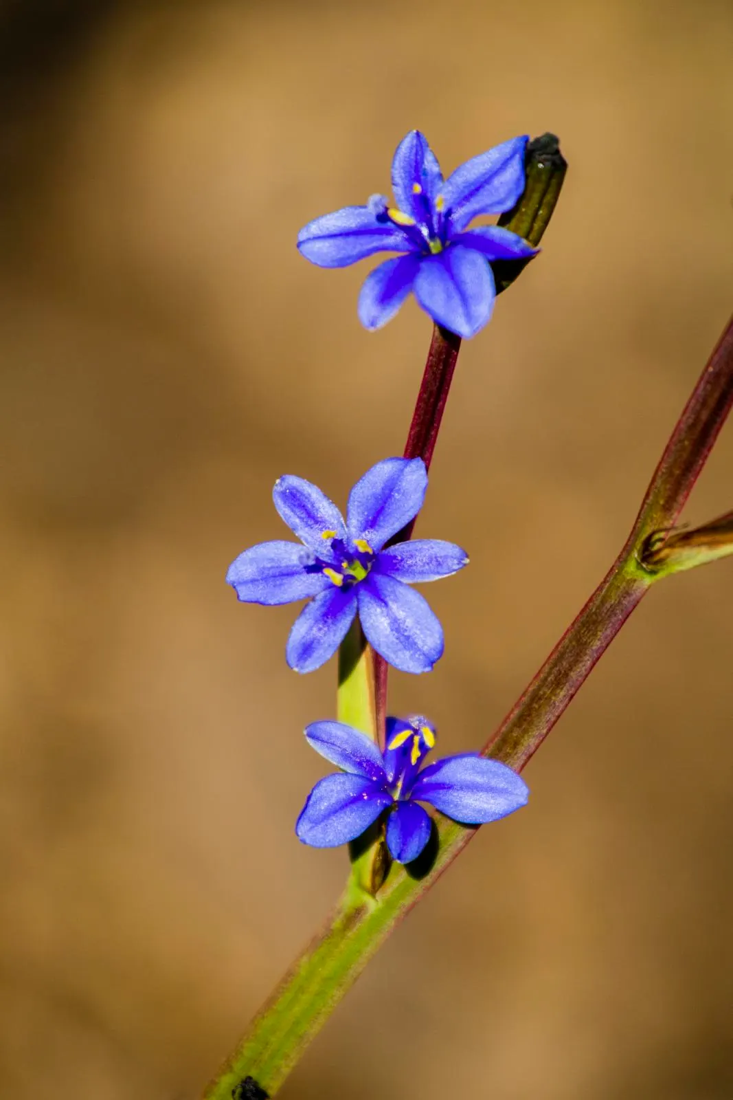 Arkansas Amsonia (Amsonia Hubrichtii) — it can tolerate some drought