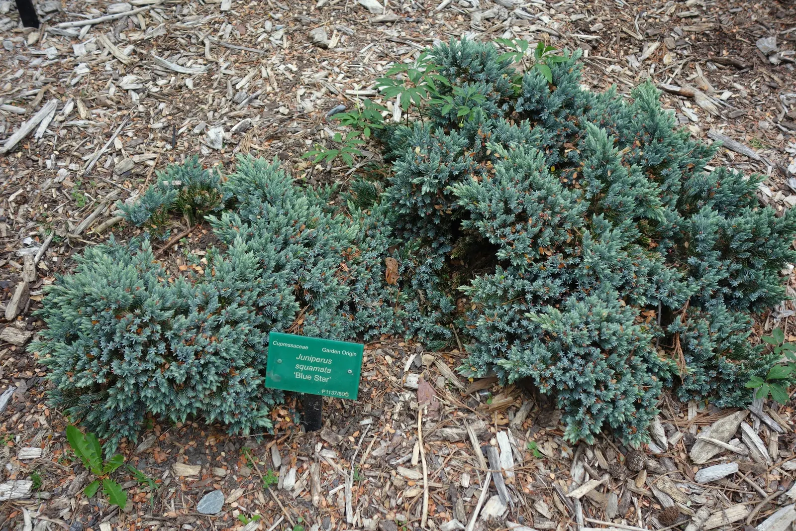 Arkansas Amsonia (Amsonia Hubrichtii) — Its resilience and low maintenance make it a cherished addition for any garden enthusiast