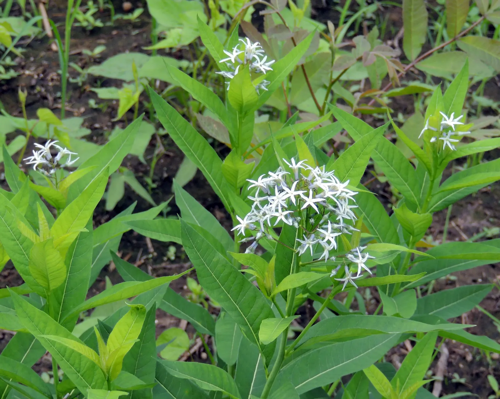 Arkansas Amsonia (Amsonia Hubrichtii) — each bloom measuring about three-quarters of an inch across