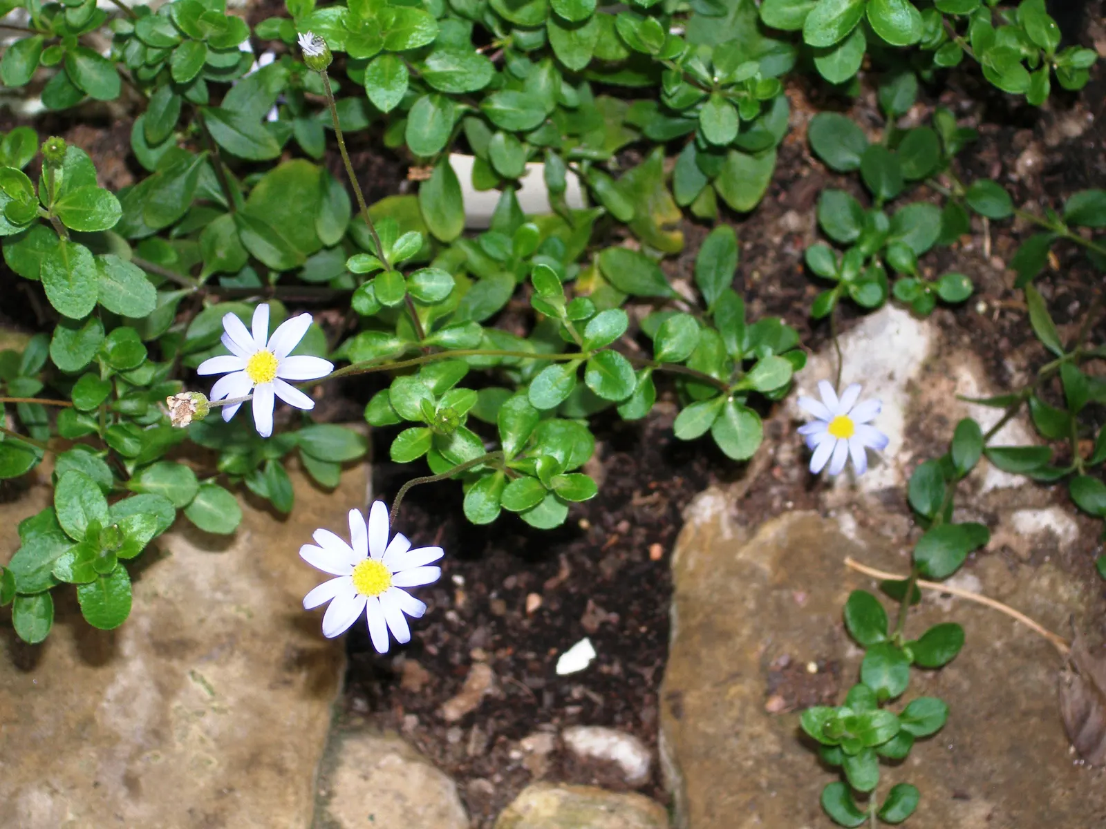 Blue Marguerite, Blue Felicia Daisy (Felicia Amelloides) — The plant typically reaches a modest height of 12 to 18 inches and spreads about 18 to 24 inches wide