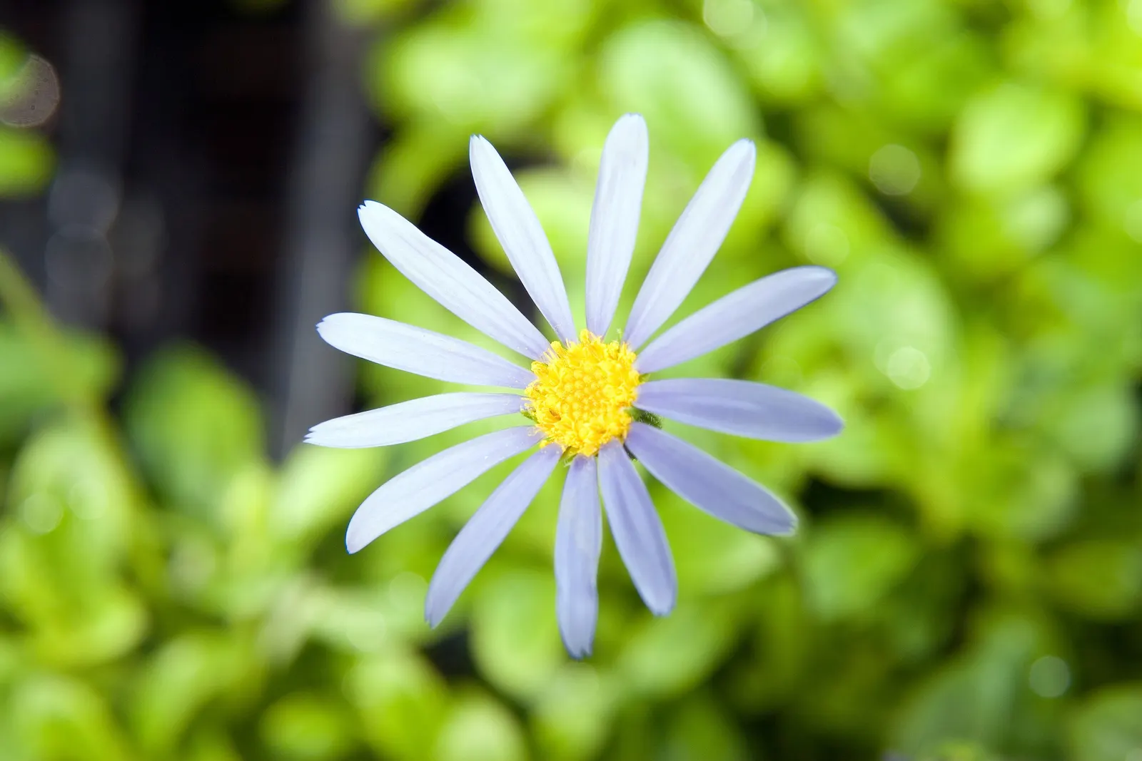 Blue Marguerite, Blue Felicia Daisy (Felicia Amelloides) — adorning the plant for several months