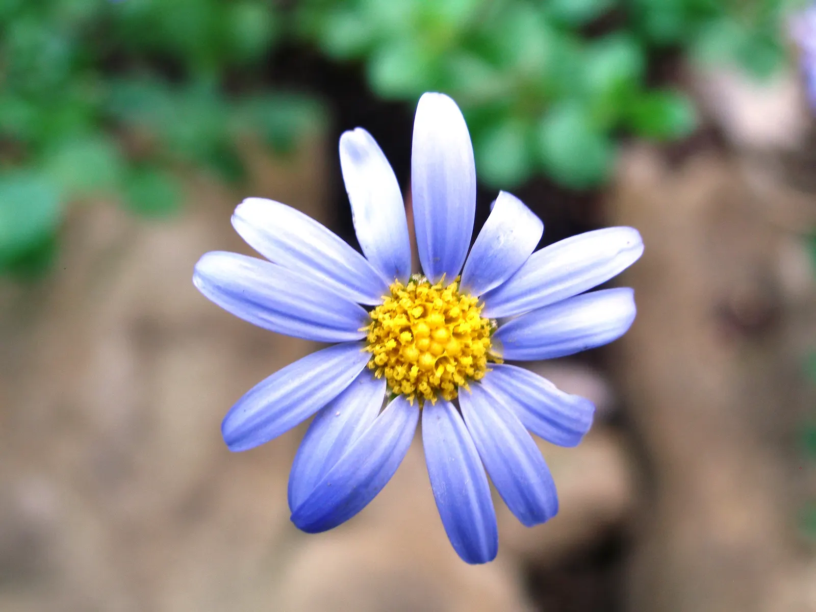 Blue Marguerite, Blue Felicia Daisy (Felicia Amelloides) — and while it tolerates a range of soil types