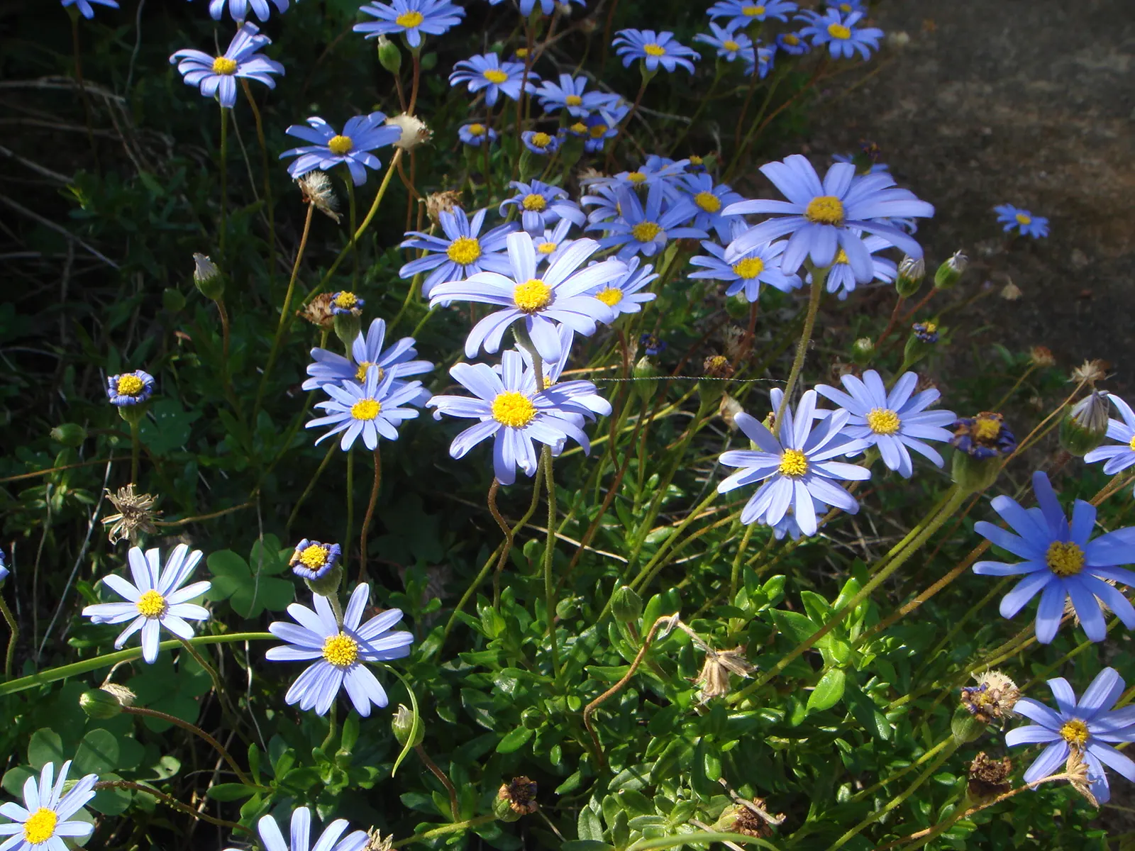 Blue Marguerite, Blue Felicia Daisy (Felicia Amelloides) — full-sun lover thrives in well-drained soil