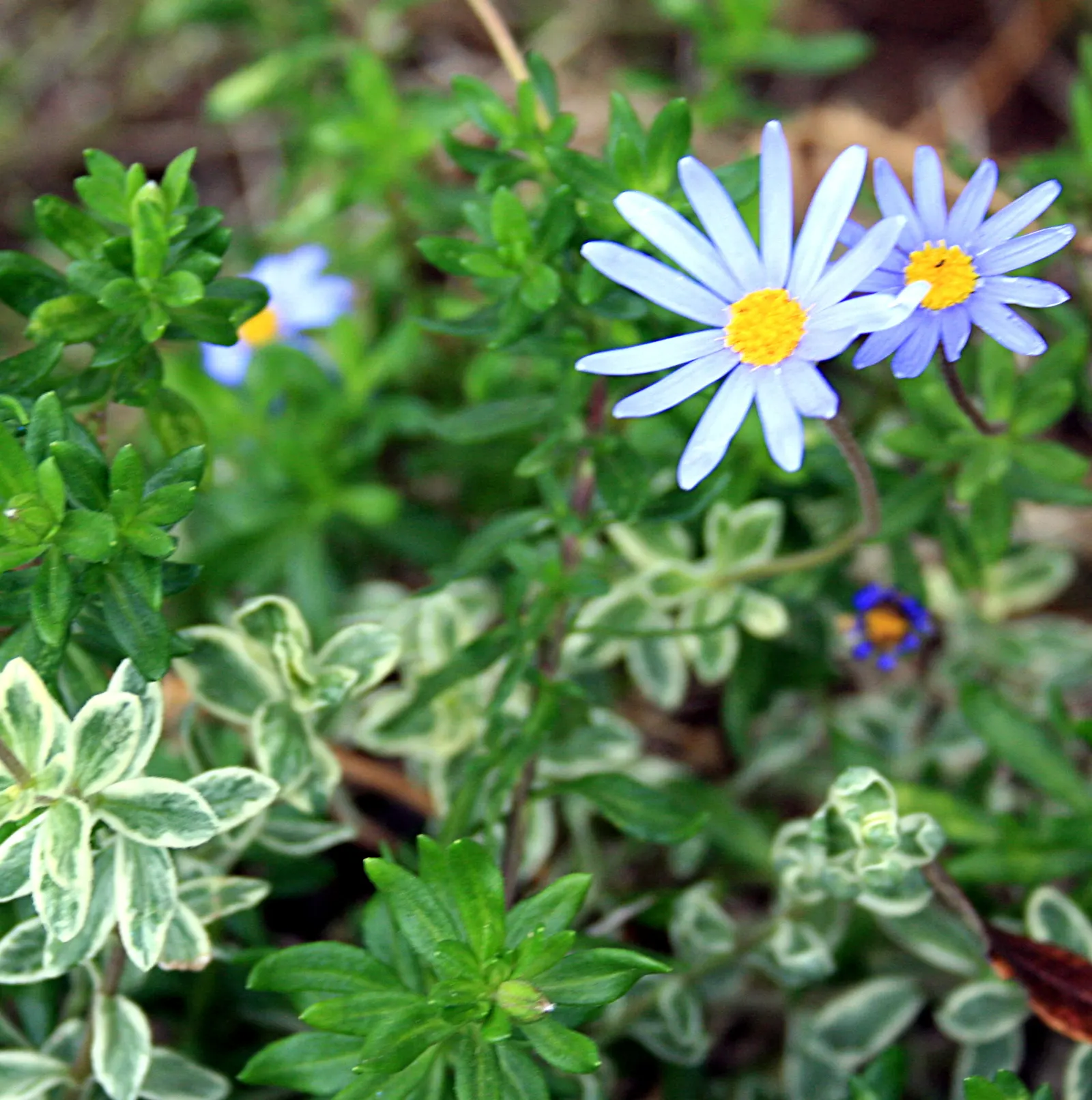 Blue Marguerite, Blue Felicia Daisy (Felicia Amelloides) — blue and multi-colored and yellow flowers in the garden