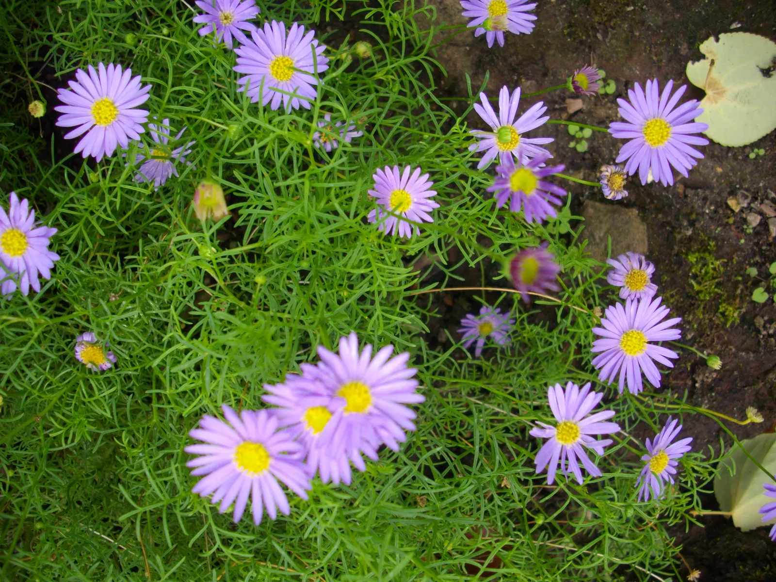 Blue Marguerite, Blue Felicia Daisy (Felicia Amelloides) — Its vibrant sky-blue daisies; creating an eye-catching display from spring to fall