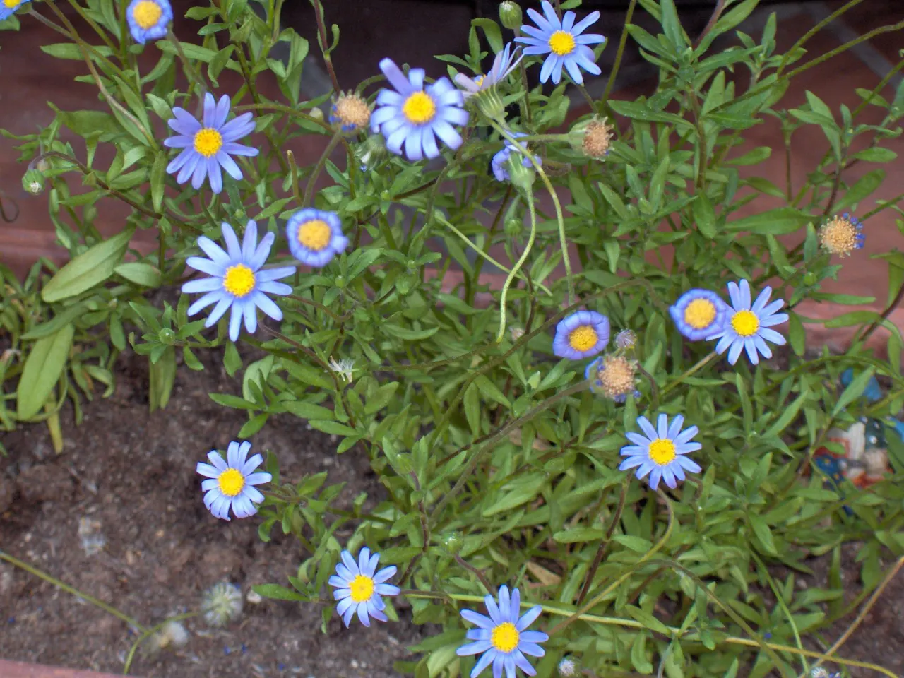Blue Marguerite, Blue Felicia Daisy (Felicia Amelloides) — which are approximately 1.5 inches in diameter