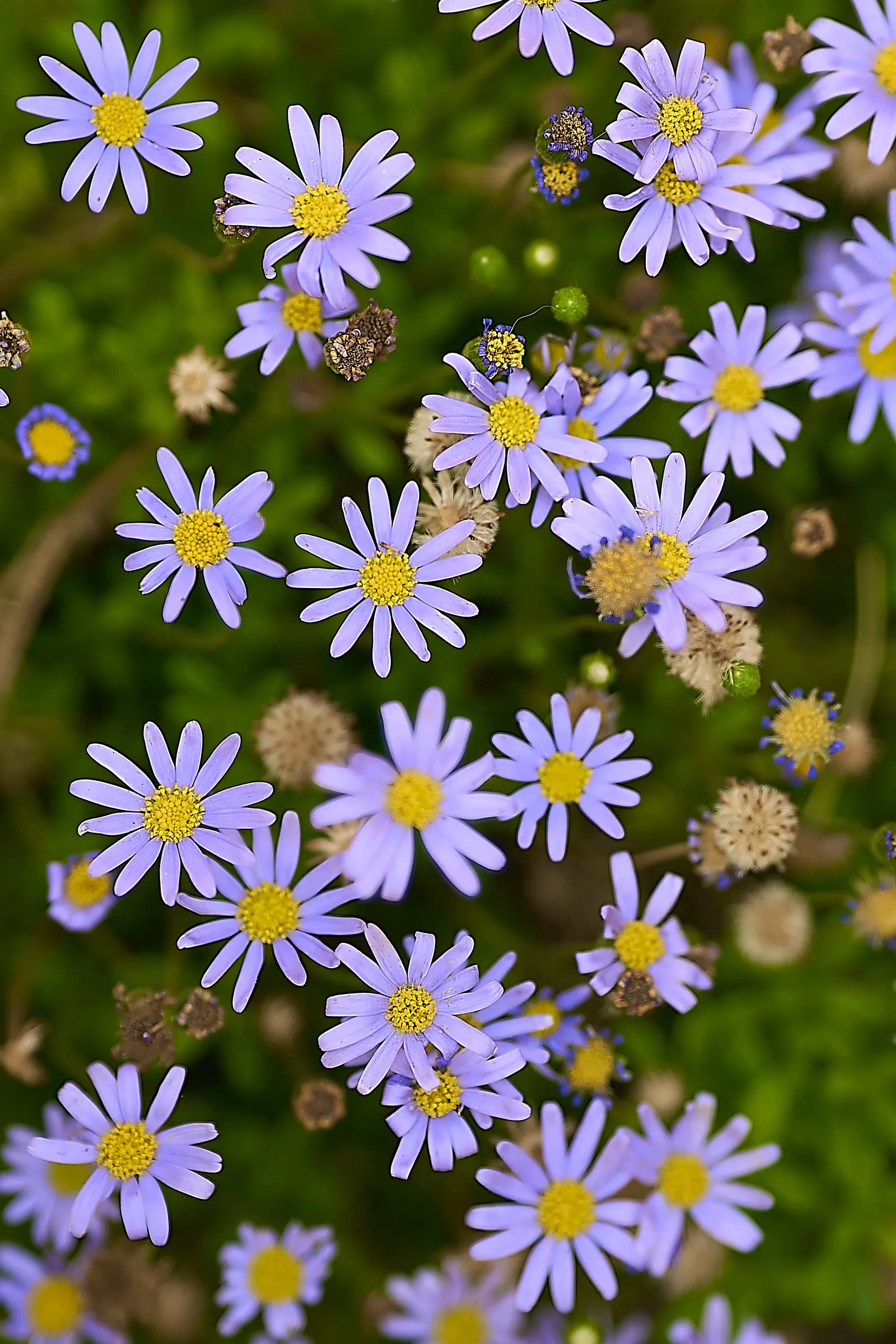 Blue Marguerite, Blue Felicia Daisy (Felicia Amelloides) — It attracts pollinators, such as bees and butterflies, enhancing the biodiversity of the landscape