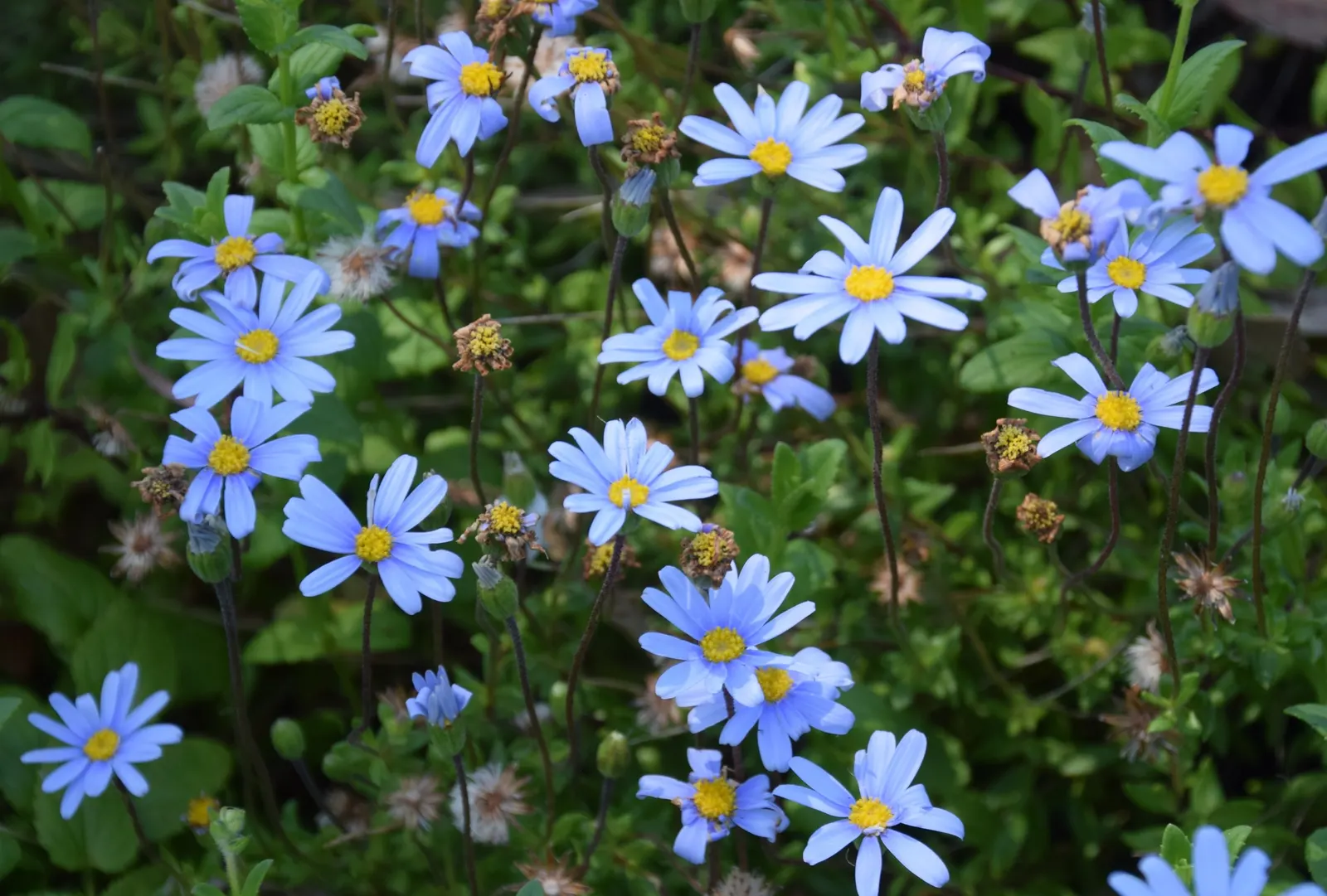 Blue Marguerite, Blue Felicia Daisy (Felicia Amelloides) — full-sun lover thrives in well-drained soil; adorning the plant for several months