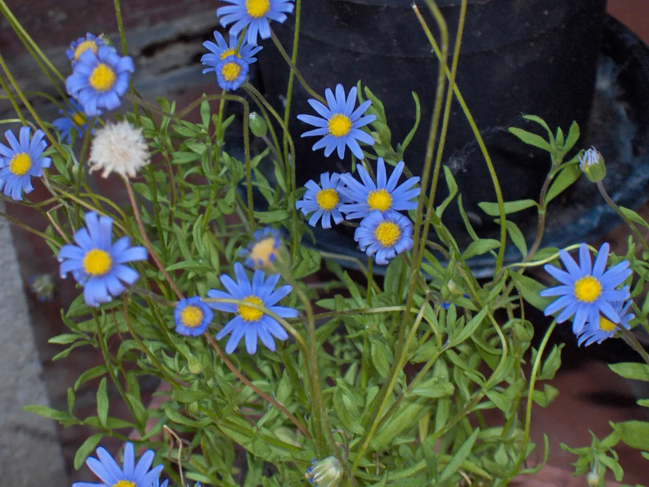 Blue Marguerite, Blue Felicia Daisy (Felicia Amelloides) — is a charming evergreen perennial that captivates onlookers with its vibrant azure-blue daisy-like