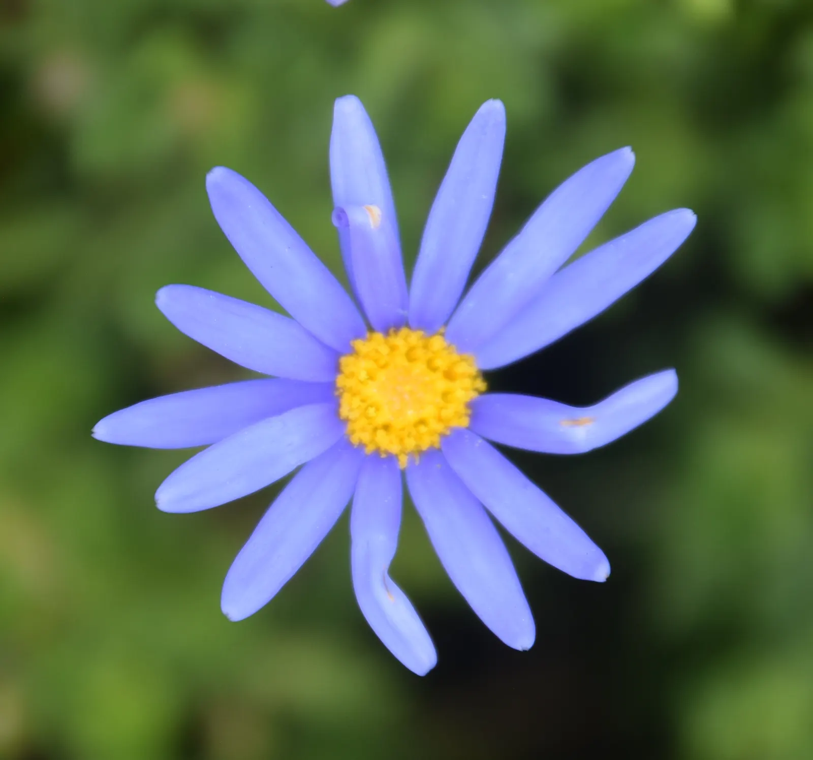 Blue Marguerite, Blue Felicia Daisy (Felicia Amelloides) — adding a lush backdrop to the bright floral display