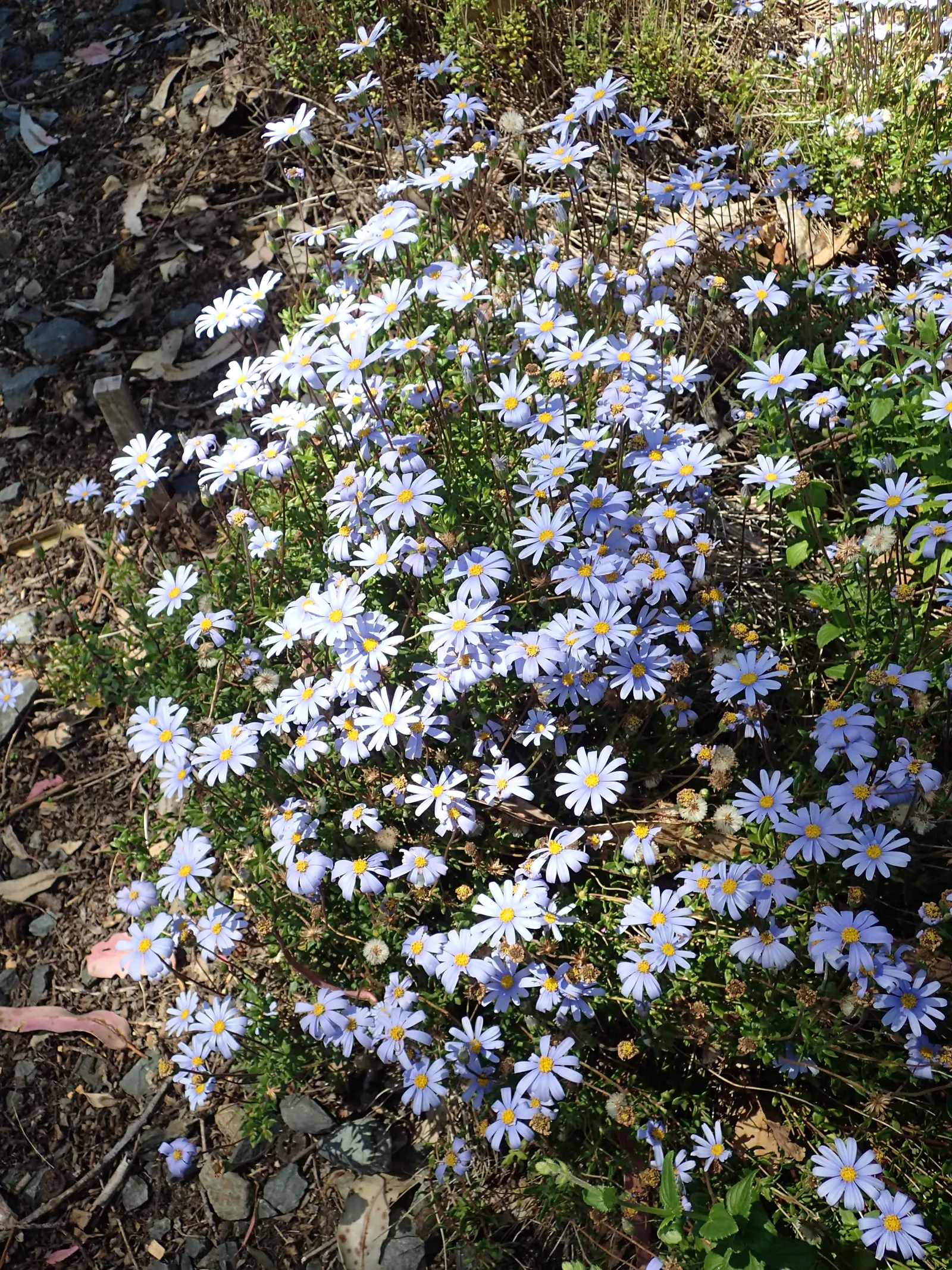 Blue Marguerite, Blue Felicia Daisy (Felicia Amelloides) — deadheading spent flowers encourages further blooming and helps maintain plant vigor