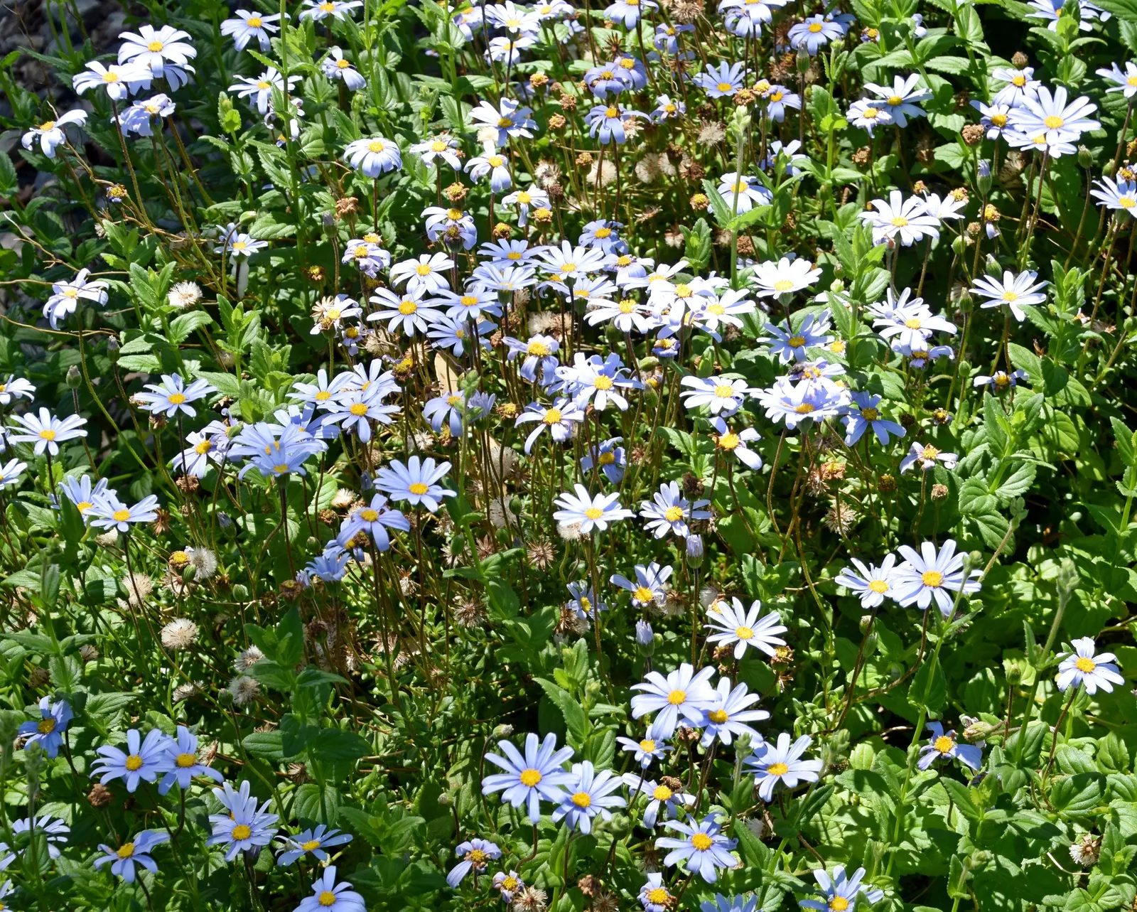 Blue Marguerite, Blue Felicia Daisy (Felicia Amelloides) — Felicia amelloides, also known as the Blue Marguerite or Blue Felicia Daisy, is a charming evergreen